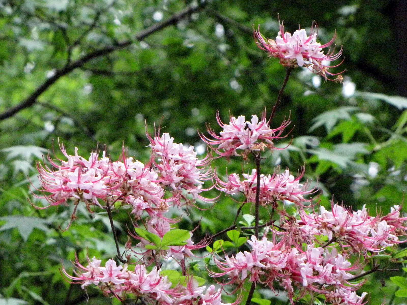 Pinxterbloom Azalea (Rhododendron Periclymenoides) — is a North American native deciduous shrub that adds a vibrant splash of color to any garden with its