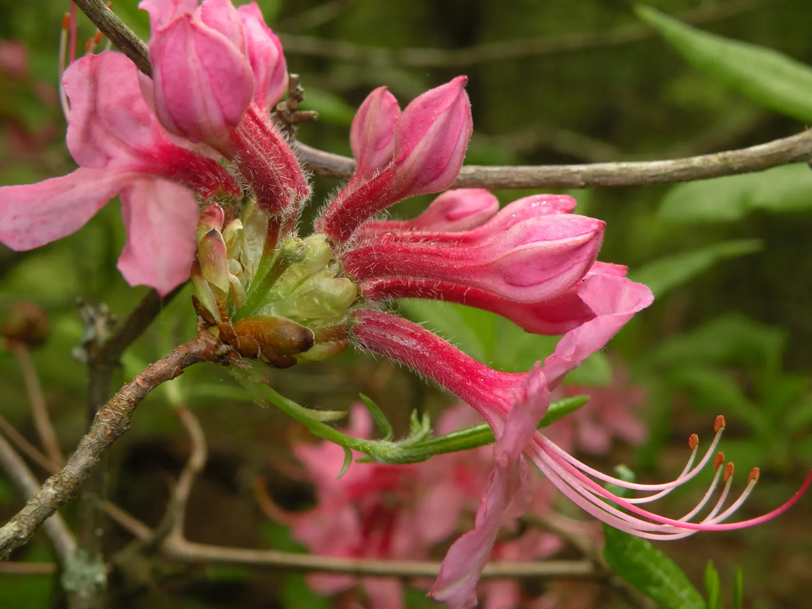 Pinxterbloom Azalea (Rhododendron Periclymenoides) — Offering year-round interest