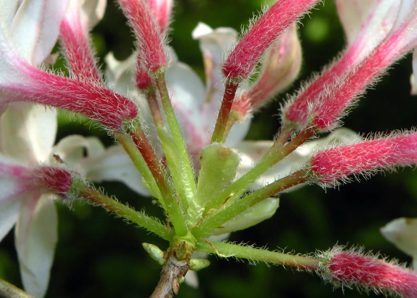 Pinxterbloom Azalea (Rhododendron Periclymenoides) — making it an excellent candidate for mixed borders; should be done immediately after flowering to avoid