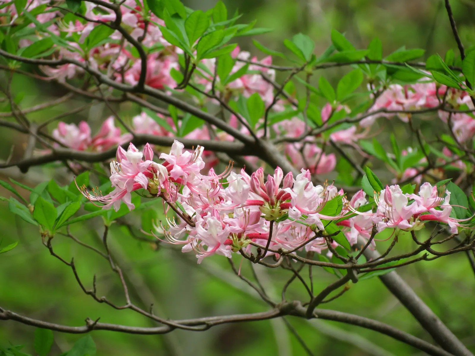 Pinxterbloom Azalea (Rhododendron Periclymenoides) — The Pinxterbloom Azalea (Rhododendron periclymenoides); their foliage turns an attractive yellow to bronze