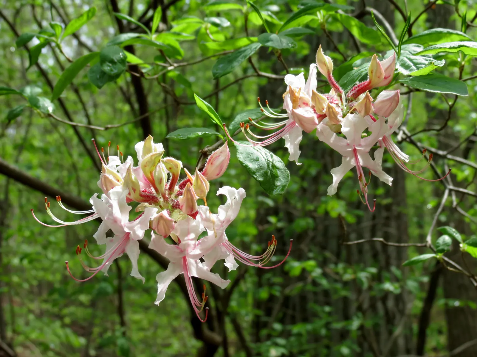 Pinxterbloom Azalea (Rhododendron Periclymenoides) — Noteworthy for its low maintenance and natural beauty; well-drained soils and perform best in partial shade