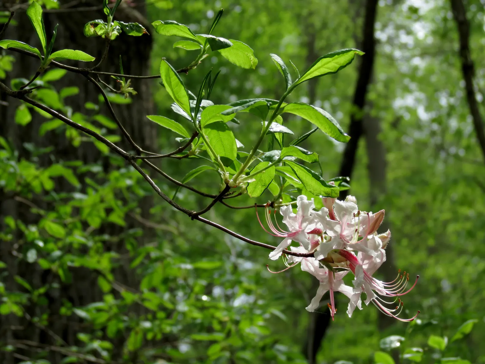Pinxterbloom Azalea (Rhododendron Periclymenoides) — Prefers part shade and moist, well-drained acidic soil