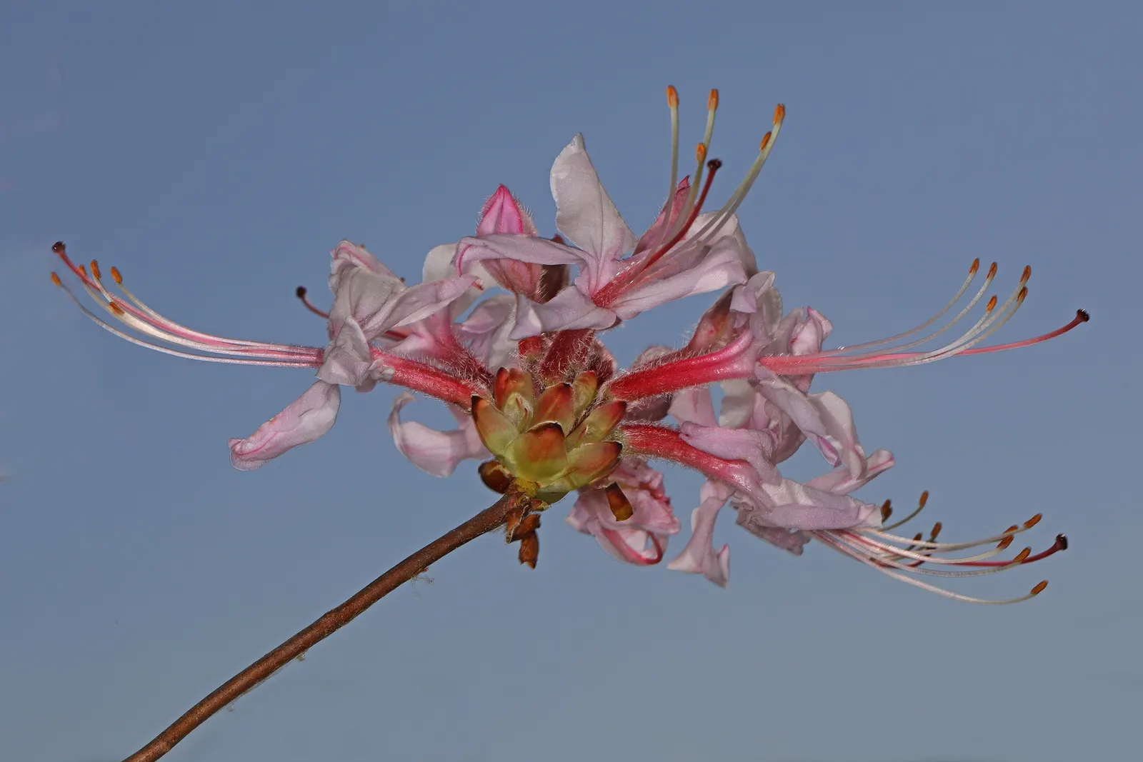 Pinxterbloom Azalea (Rhododendron Periclymenoides) — Requires minimal pruning and offers excellent fall foliage; or as a stand-alone specimen.<br><br>The plant
