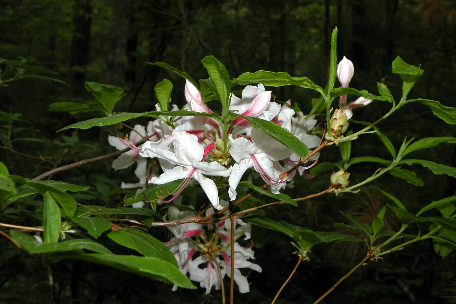Pinxterbloom Azalea (Rhododendron Periclymenoides) — Hardy in zones 4-9, it reaches 2-6 ft in height and spread