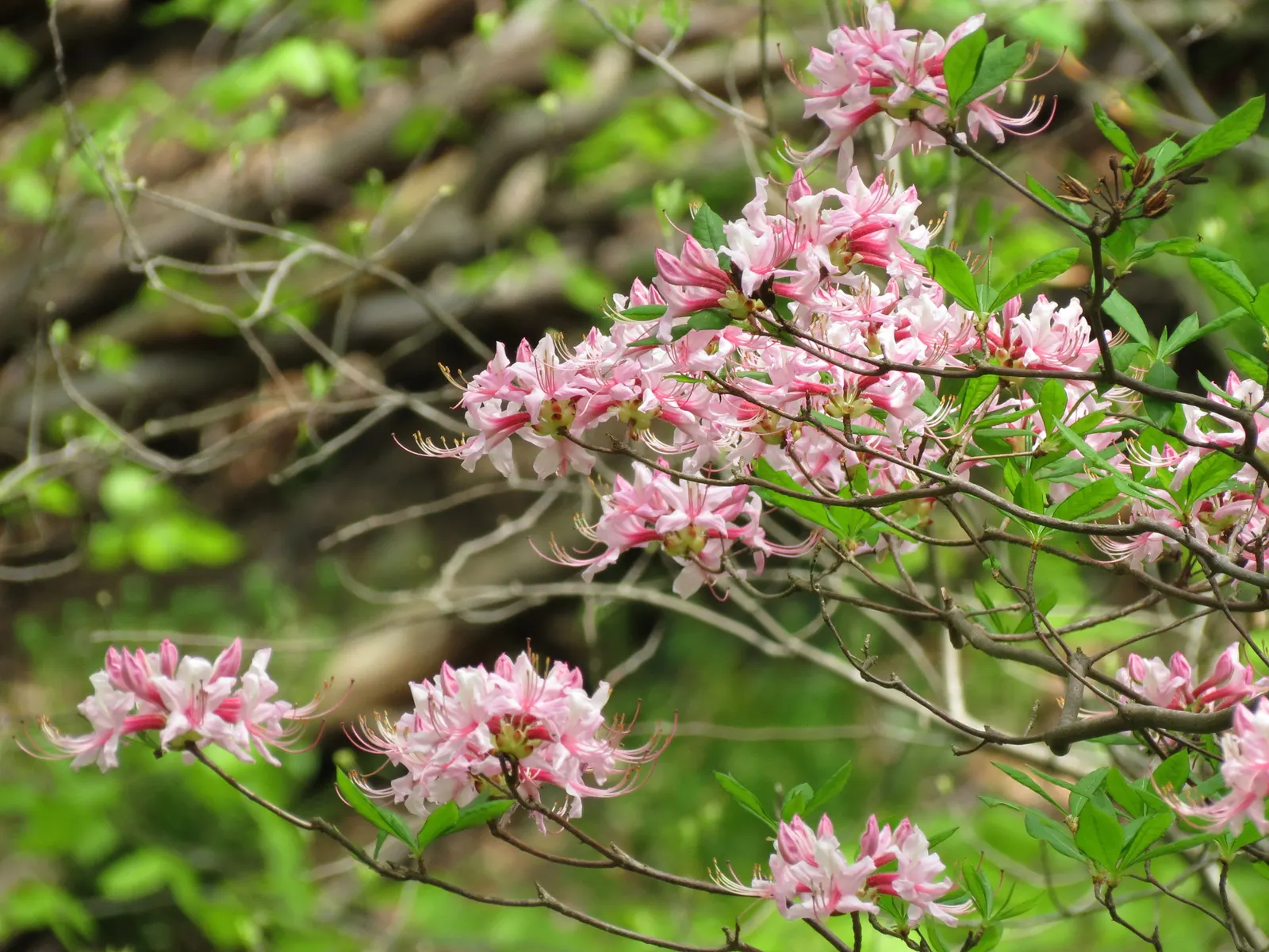 Pinxterbloom Azalea (Rhododendron Periclymenoides) — The blossoms carry a delicate fragrance
