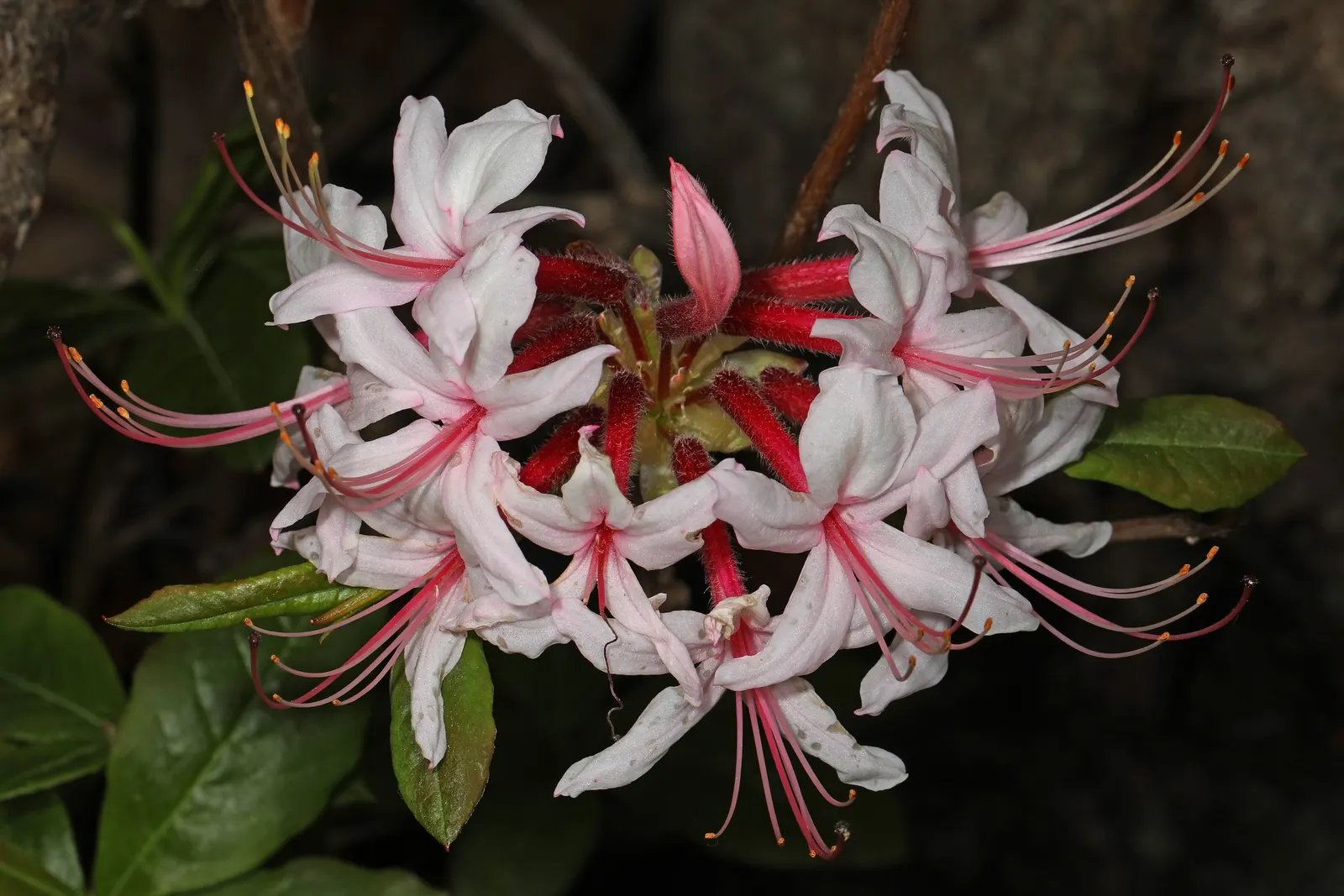Pinxterbloom Azalea (Rhododendron Periclymenoides) — these azaleas are fairly low maintenance and resistant to many pests and diseases; this azalea typically