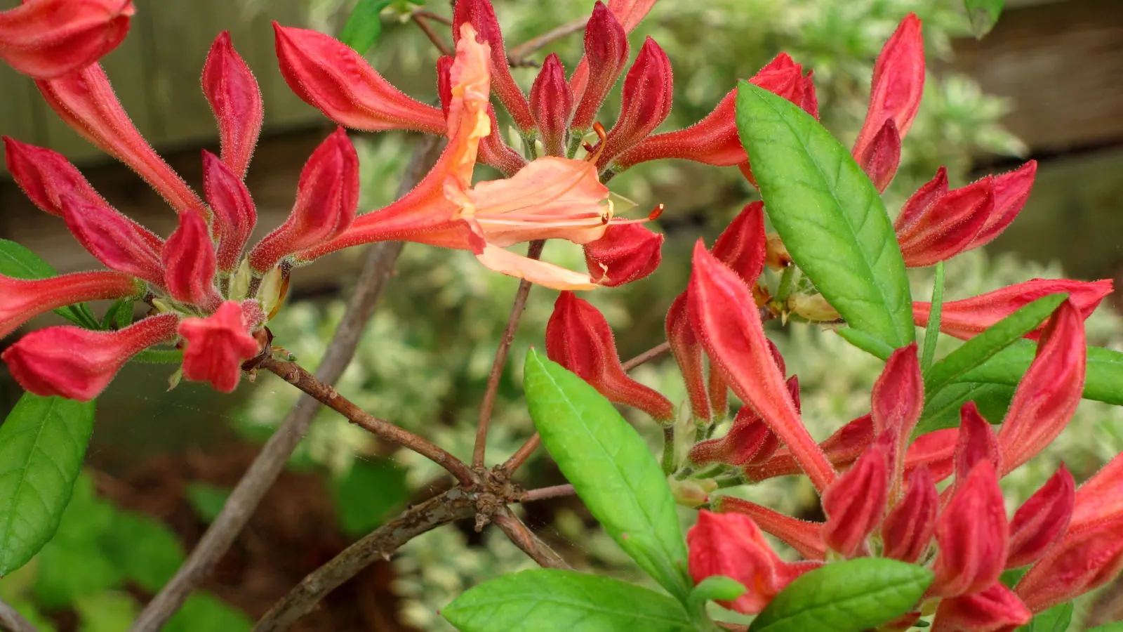 Pinxterbloom Azalea (Rhododendron Periclymenoides) — or as a stand-alone specimen.<br><br>The plant boasts clusters of pink to light purple flowers