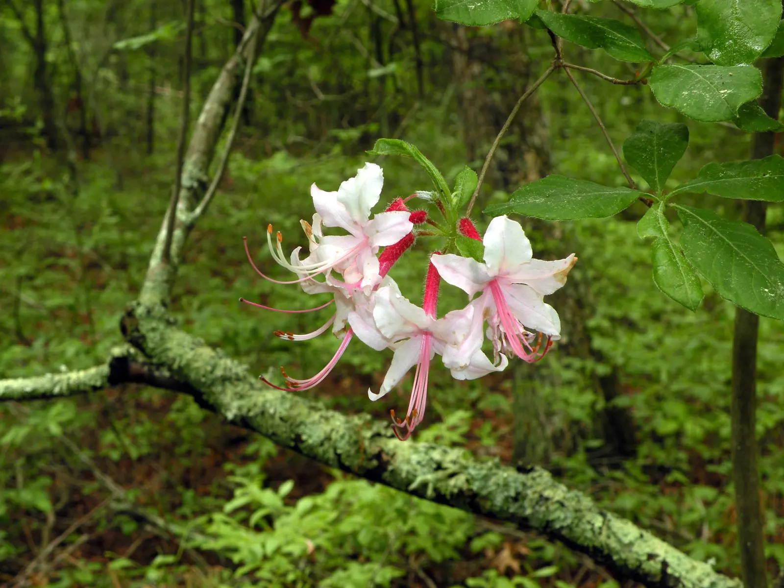 Pinxterbloom Azalea (Rhododendron Periclymenoides) — making it an excellent candidate for mixed borders