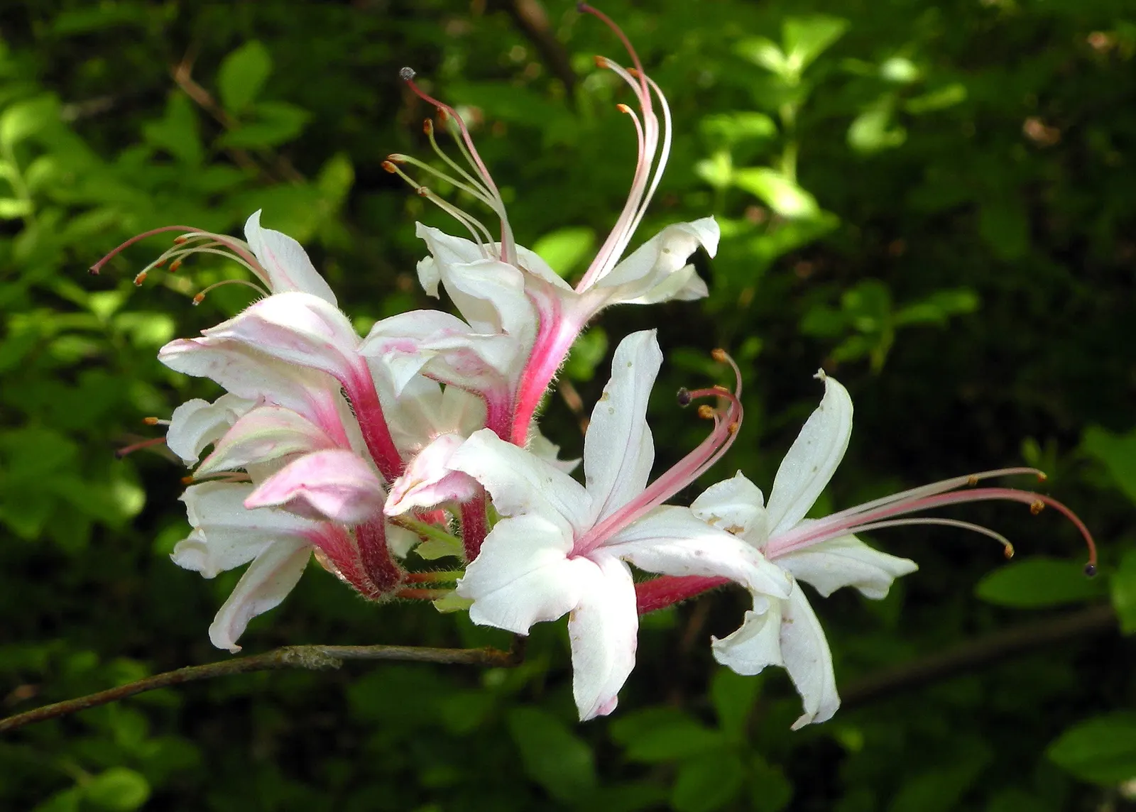 Pinxterbloom Azalea (Rhododendron Periclymenoides) — though they can tolerate full sun in cooler climates if kept adequately moist