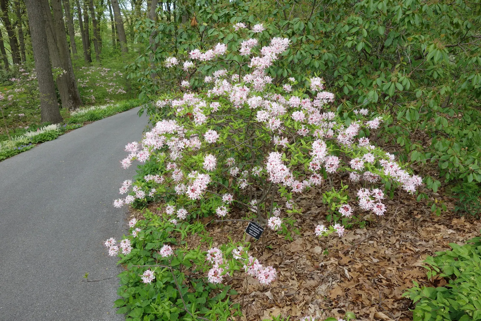 Pinxterbloom Azalea (Rhododendron Periclymenoides) — Thriving in USDA Hardiness Zones 4 through 9
