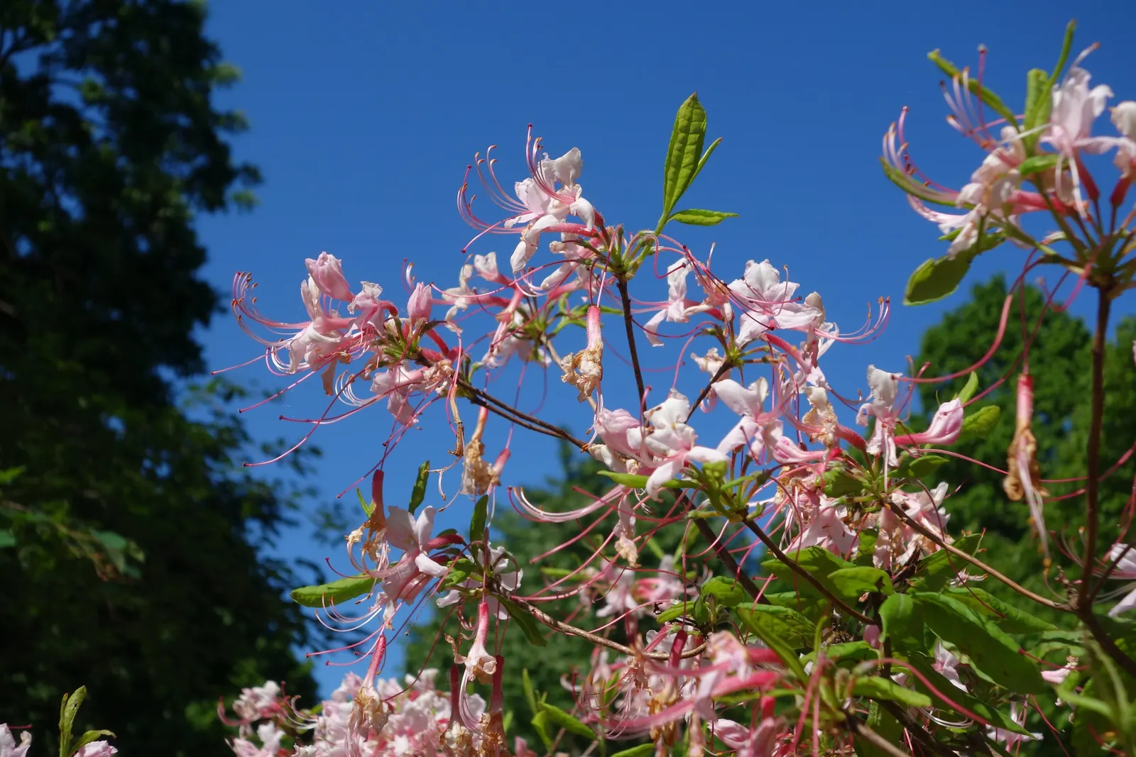Pinxterbloom Azalea (Rhododendron Periclymenoides) — fragrant blooms in spring