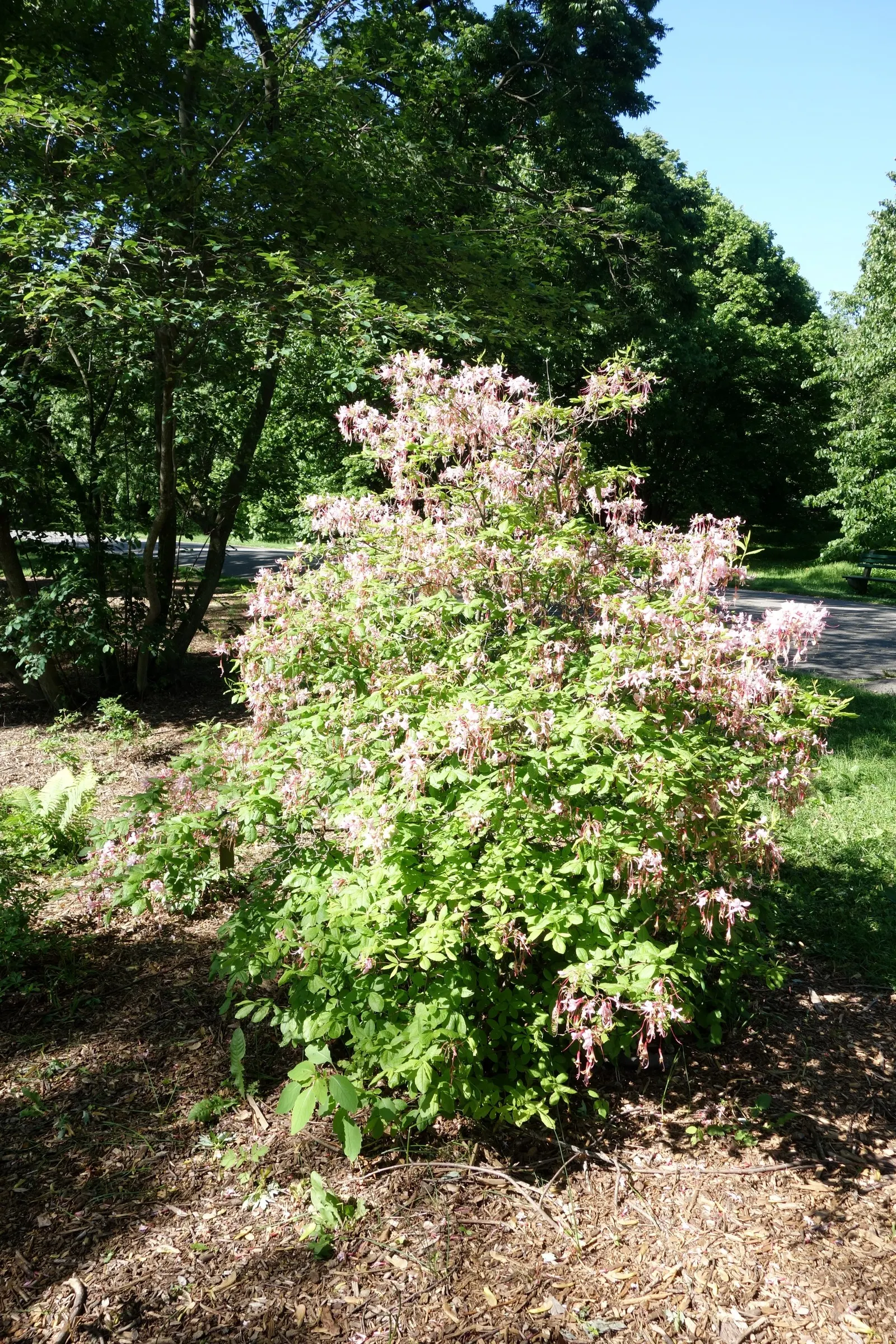 Pinxterbloom Azalea (Rhododendron Periclymenoides) — just before or as the leaves are unfolding