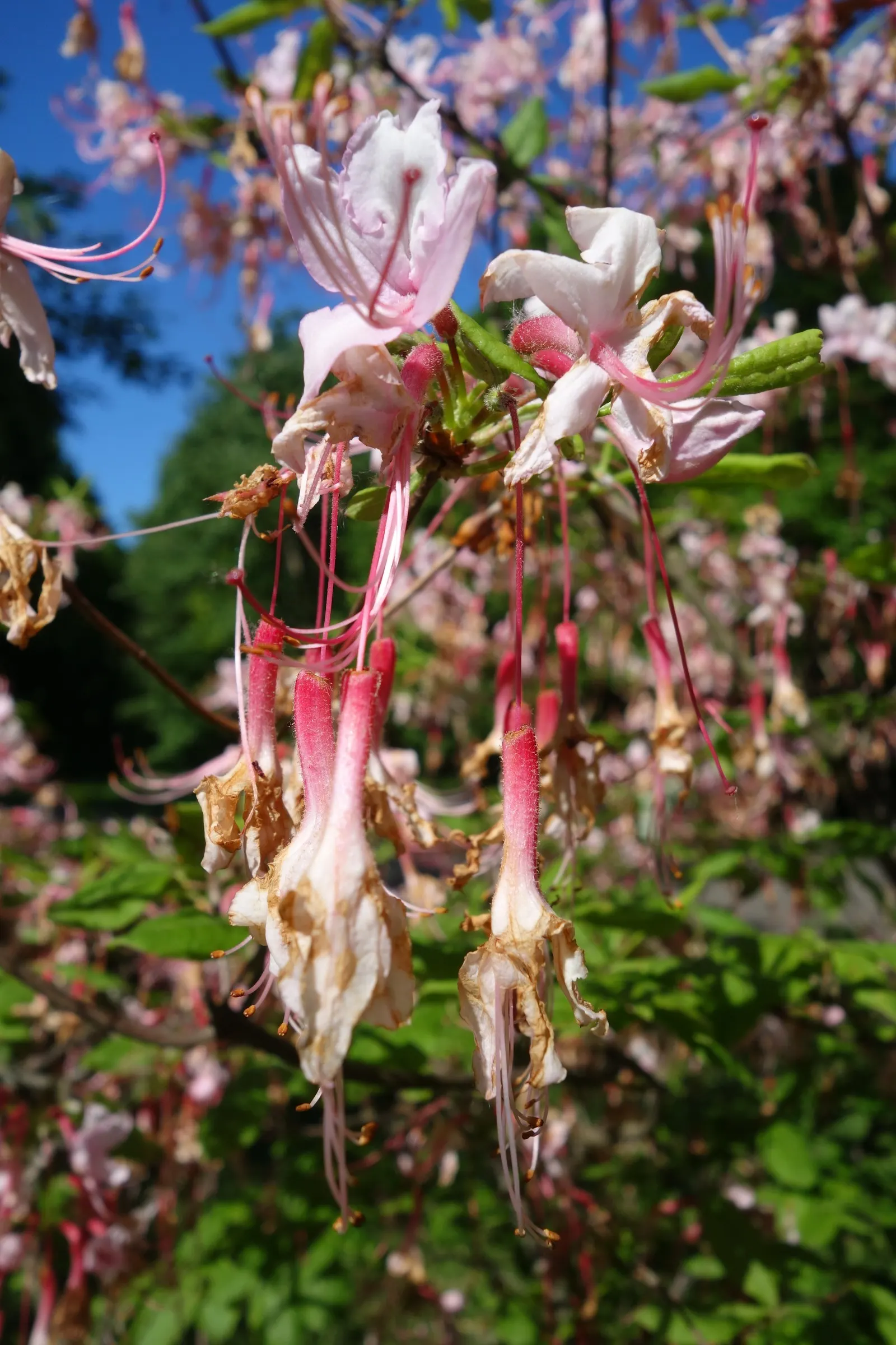 Pinxterbloom Azalea (Rhododendron Periclymenoides) — is a North American native deciduous shrub that adds a vibrant splash of color to any garden, image 42