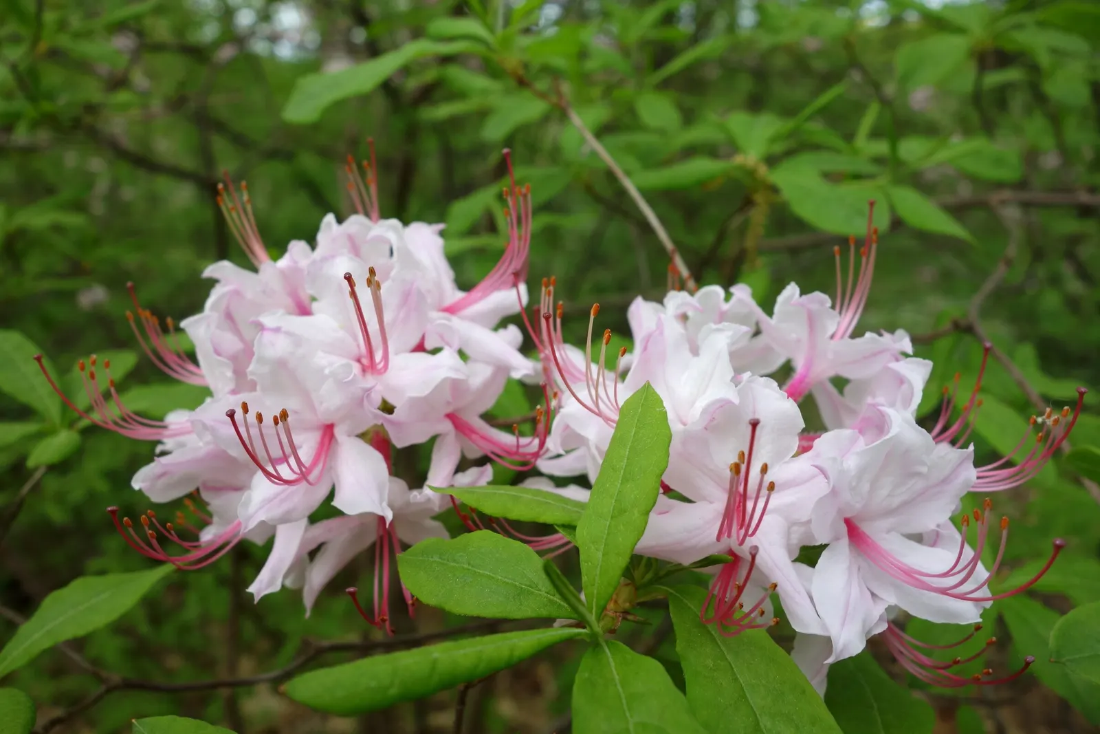 Pinxterbloom Azalea (Rhododendron Periclymenoides) — well-drained soils and perform best in partial shade