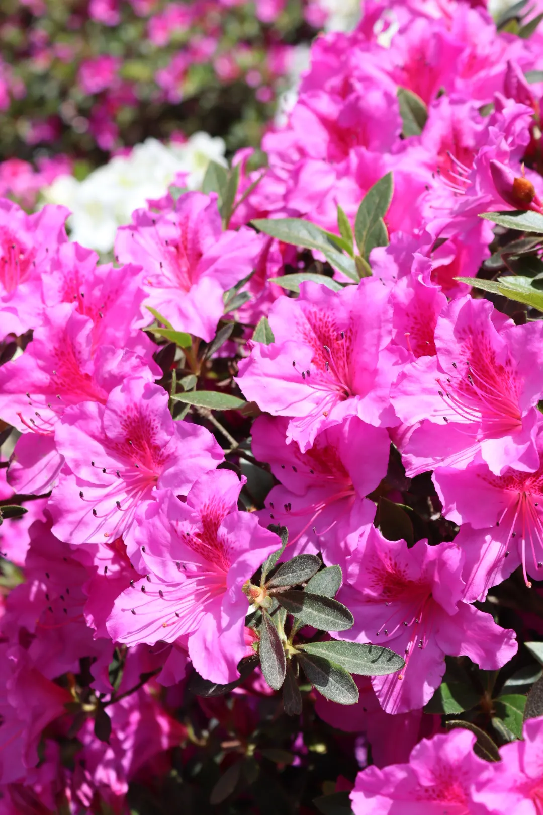 Pinxterbloom Azalea (Rhododendron Periclymenoides) — this azalea typically grows to a height of 2 to 6 feet with a similar spread; just before or as the leaves