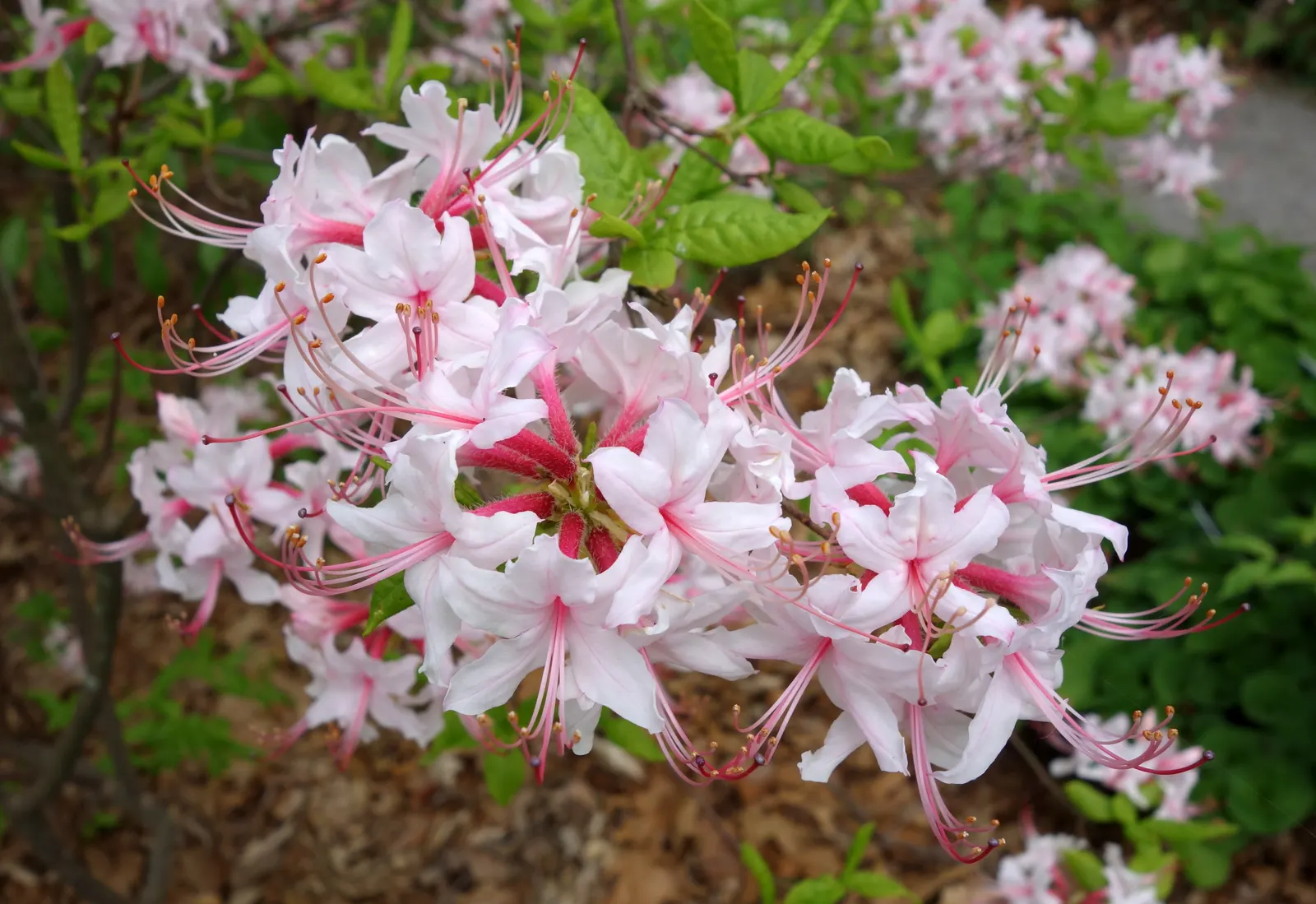 Pinxterbloom Azalea (Rhododendron Periclymenoides) — each approximately 1.5 inches across