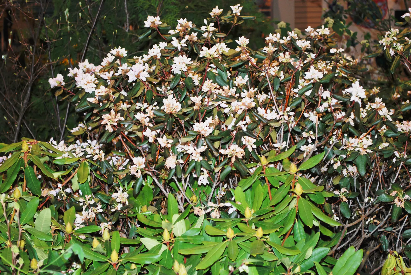Pinxterbloom Azalea (Rhododendron Periclymenoides) — though they can tolerate full sun in cooler climates if kept adequately moist; they require minimal pruning
