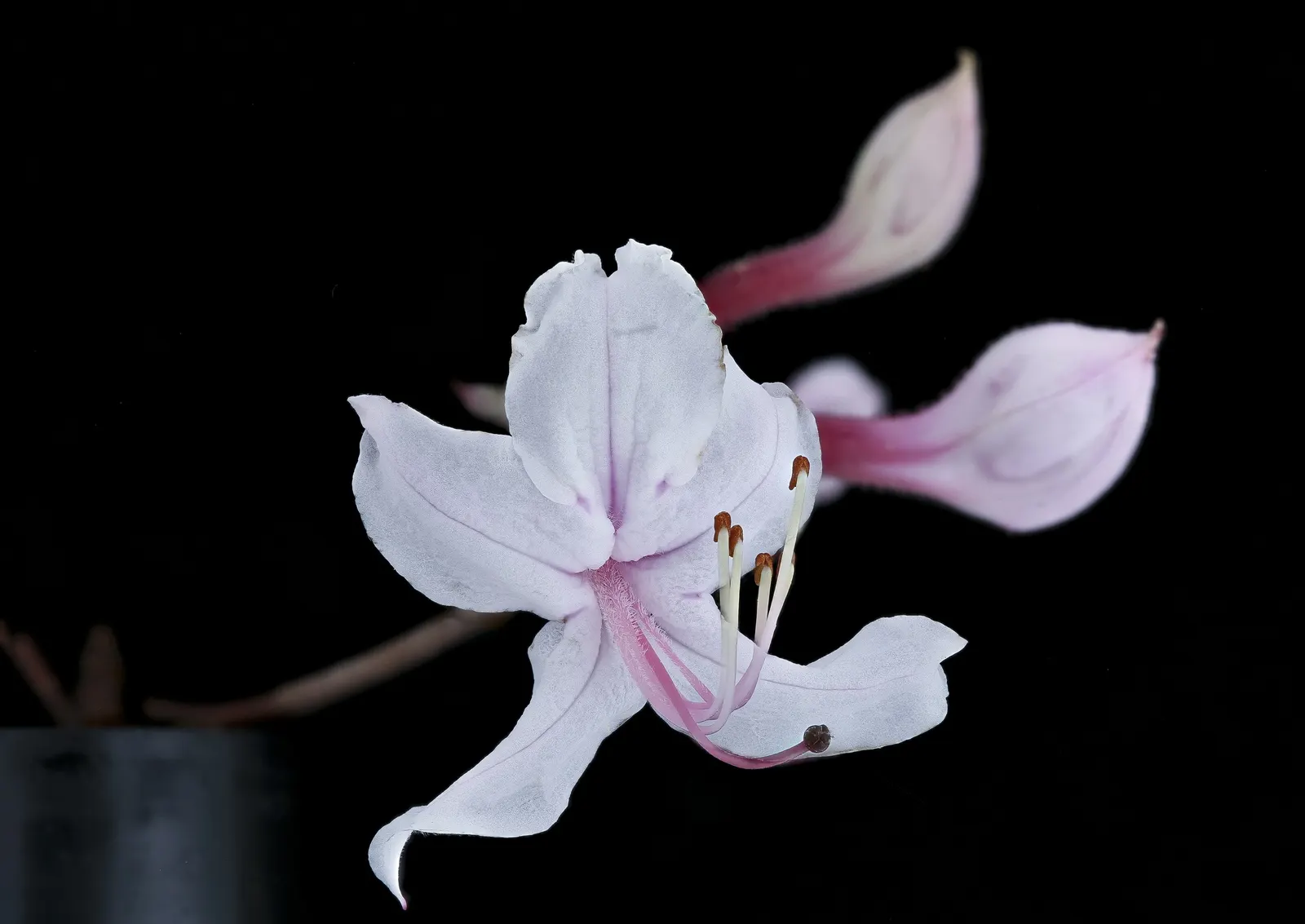 Pinxterbloom Azalea (Rhododendron Periclymenoides) — is a deciduous shrub known for its showy; prefers part shade and moist, well-drained acidic soil