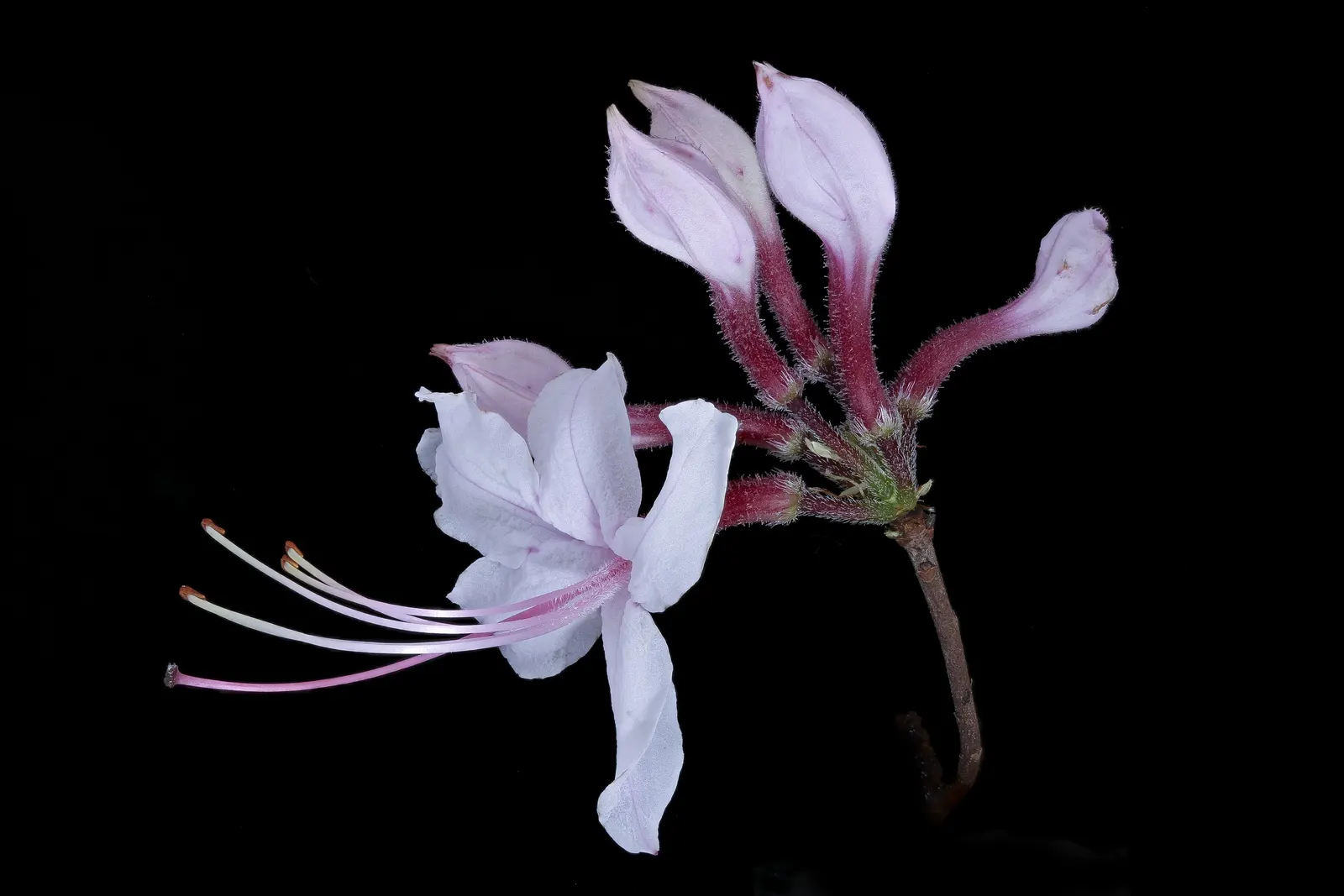 Pinxterbloom Azalea (Rhododendron Periclymenoides) — adding another season of garden appeal