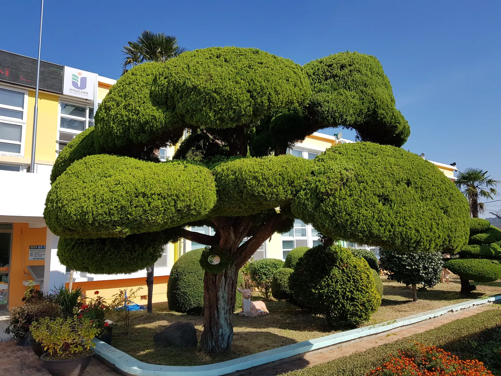 Keteleeri Juniper (Juniperus Chinensis 'Keteleeri') — evergreen conifer with a dense