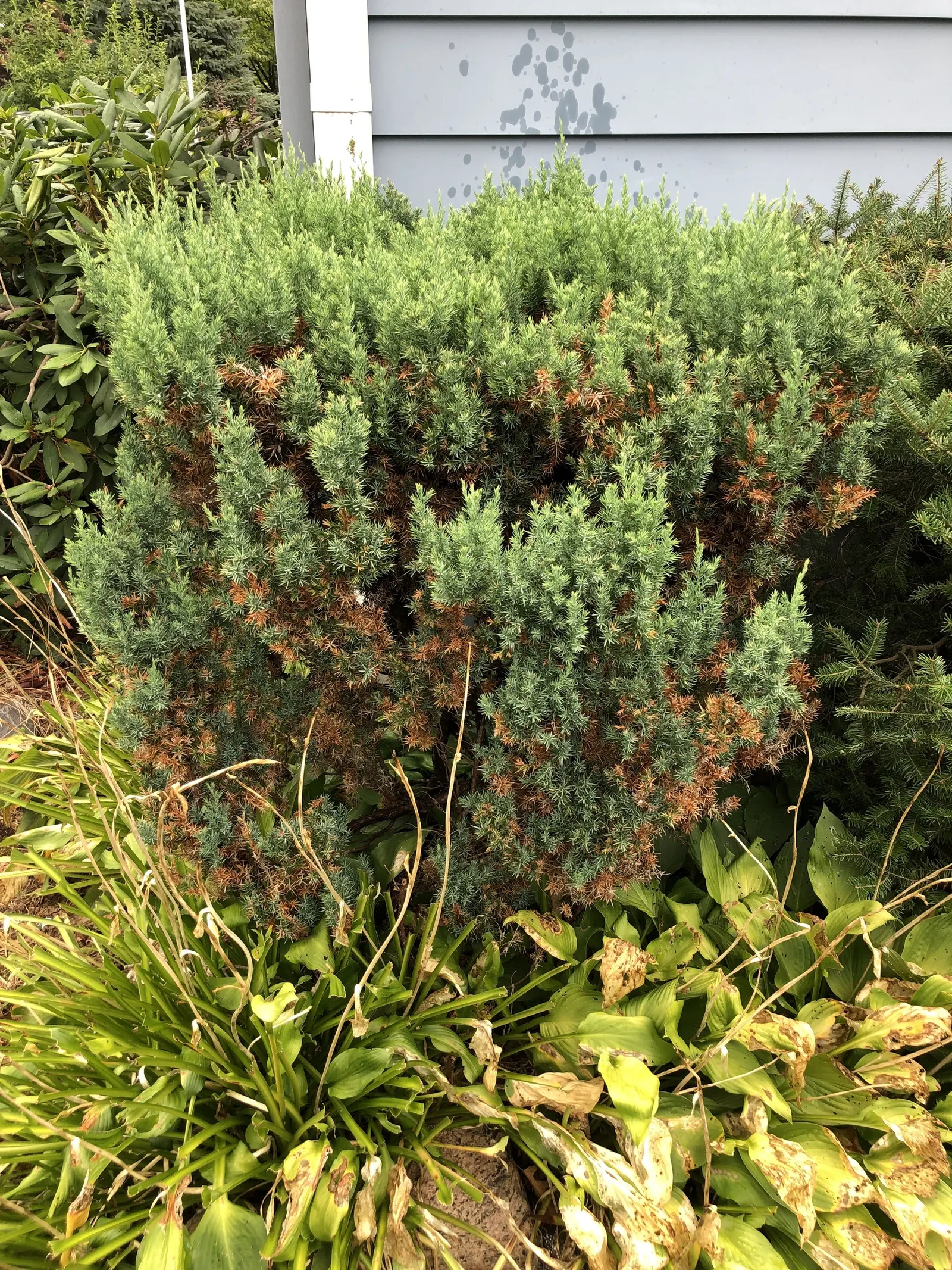 Keteleeri Juniper (Juniperus Chinensis 'Keteleeri') — It reaches up to 15-20 feet in height with a 3-5 feet spread, providing vertical accentuation