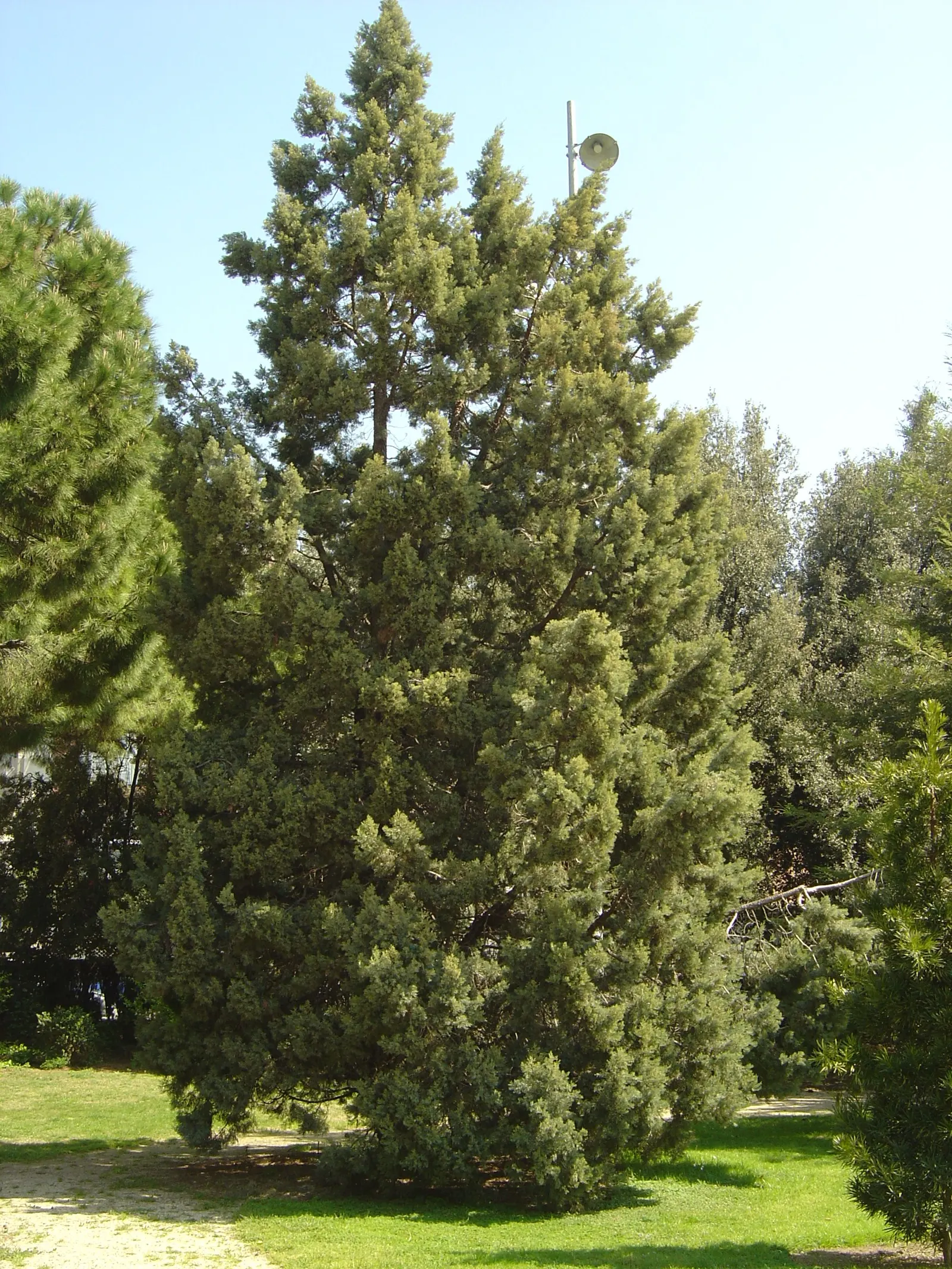Keteleeri Juniper (Juniperus Chinensis 'Keteleeri') — tolerating a variety of soil conditions and adapting to full sun exposure