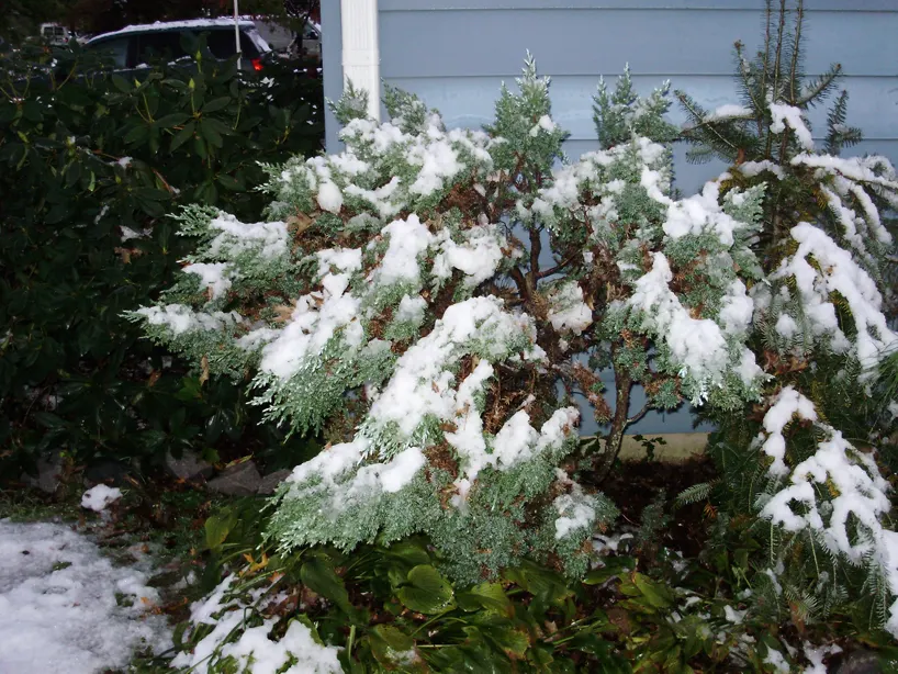 Keteleeri Juniper (Juniperus Chinensis 'Keteleeri') — or as a stately solitary specimen.<br><br>Its dense growth habit is adorned with rich
