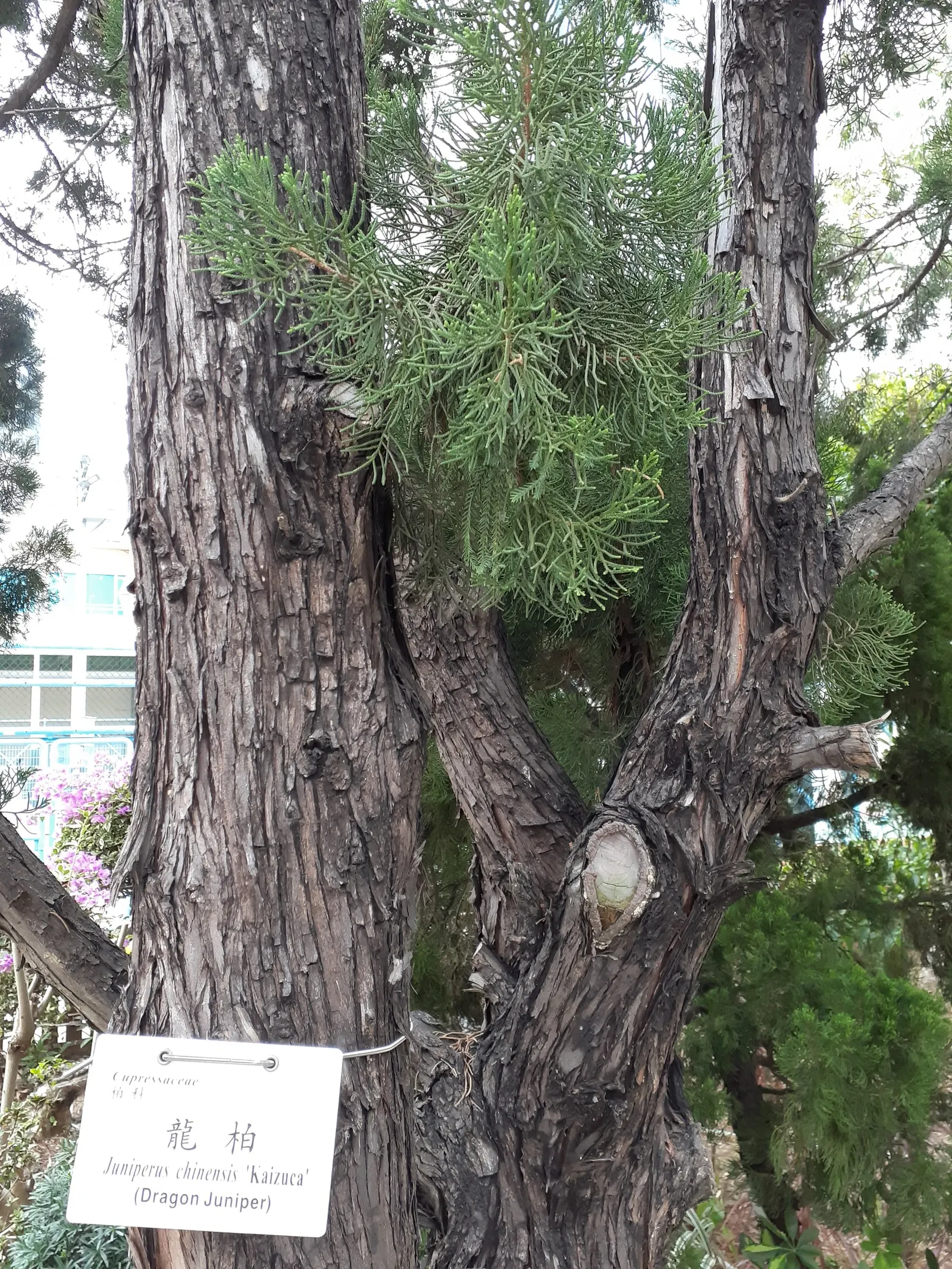 Keteleeri Juniper (Juniperus Chinensis 'Keteleeri') — scientifically known as Juniperus chinensis 'Keteleeri'