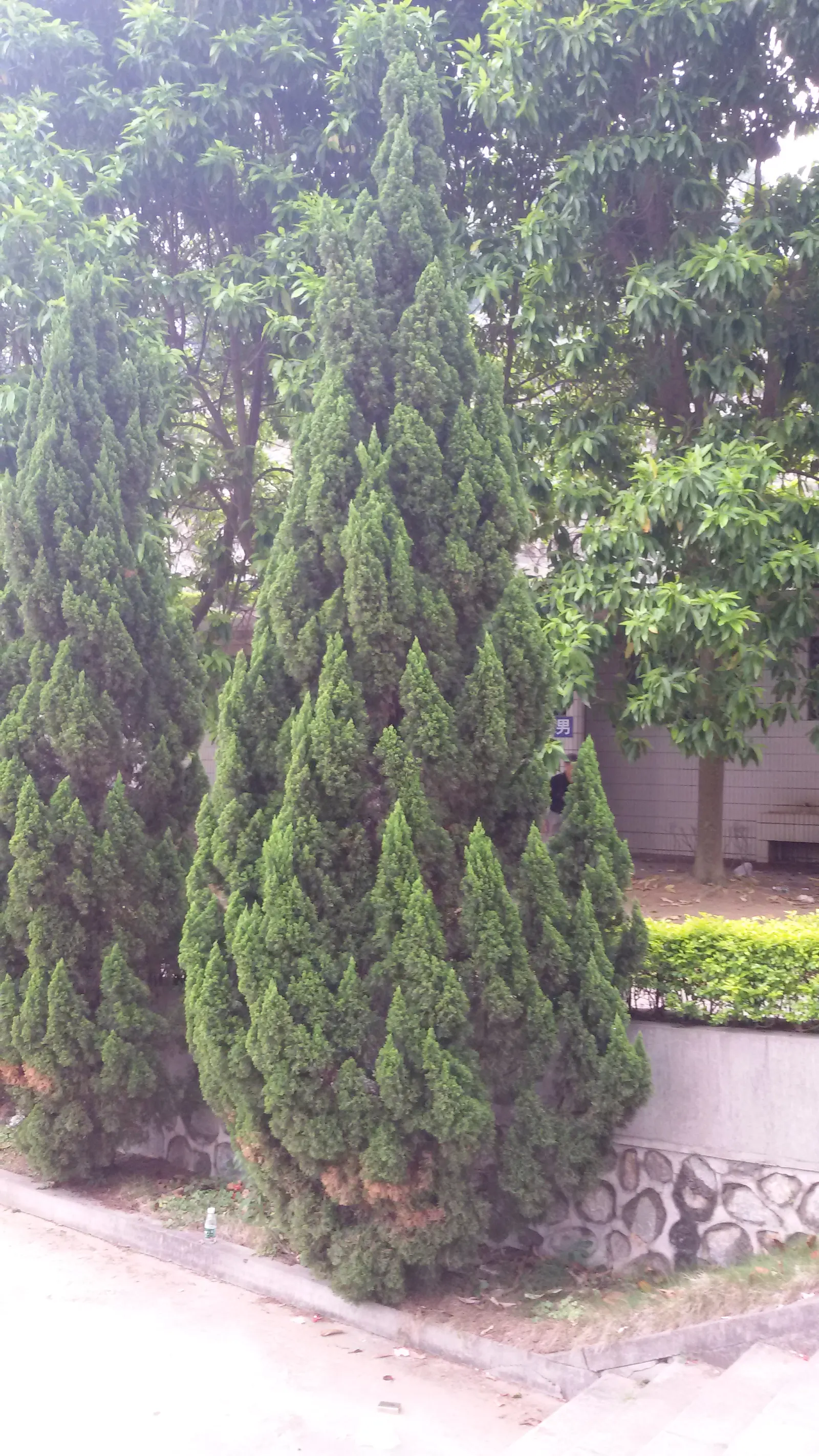 Keteleeri Juniper (Juniperus Chinensis 'Keteleeri') — Its rich green foliage offers year-round interest and minimal maintenance