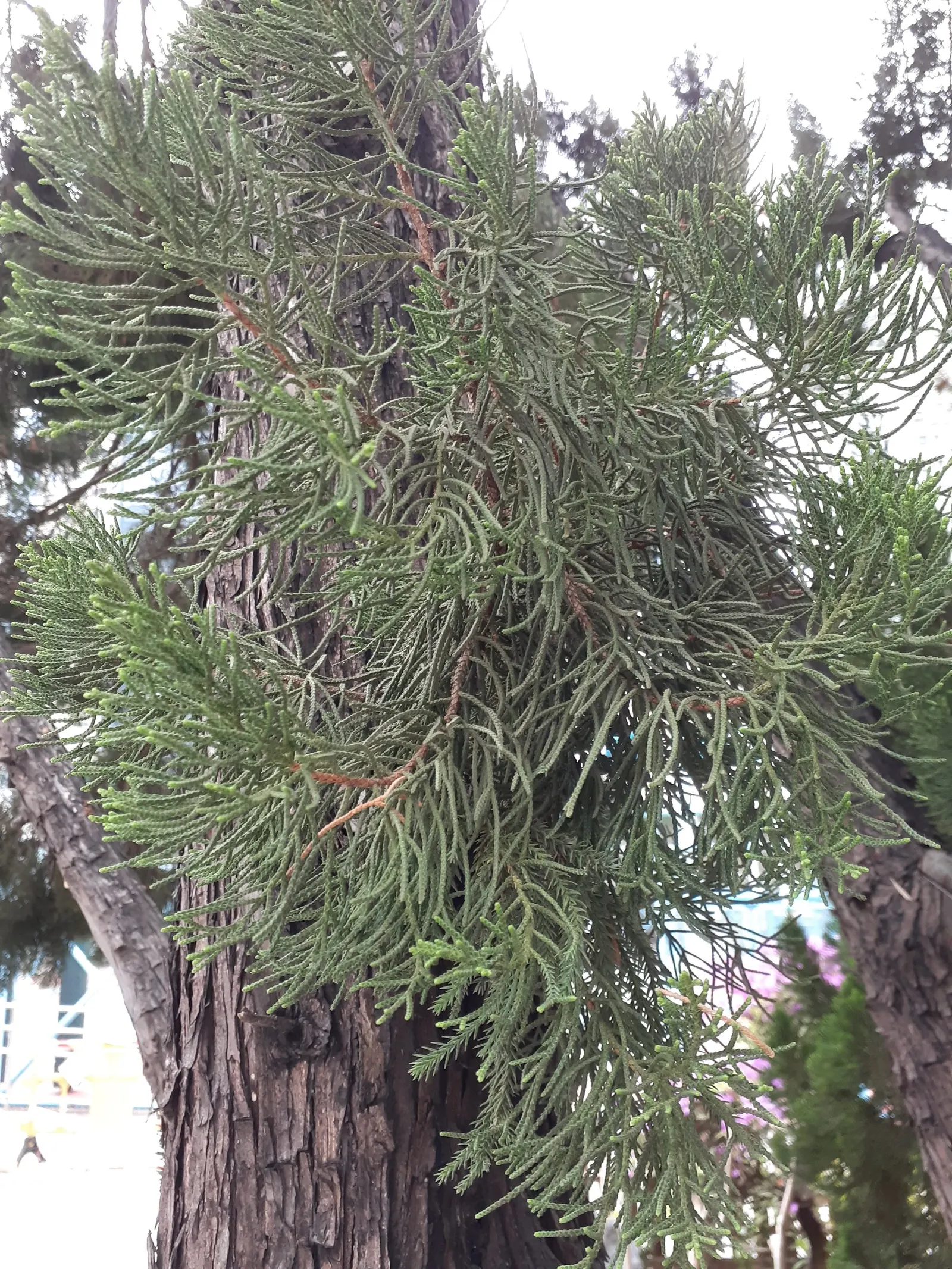 Keteleeri Juniper (Juniperus Chinensis 'Keteleeri') — providing a consistent visual interest against seasonal changes