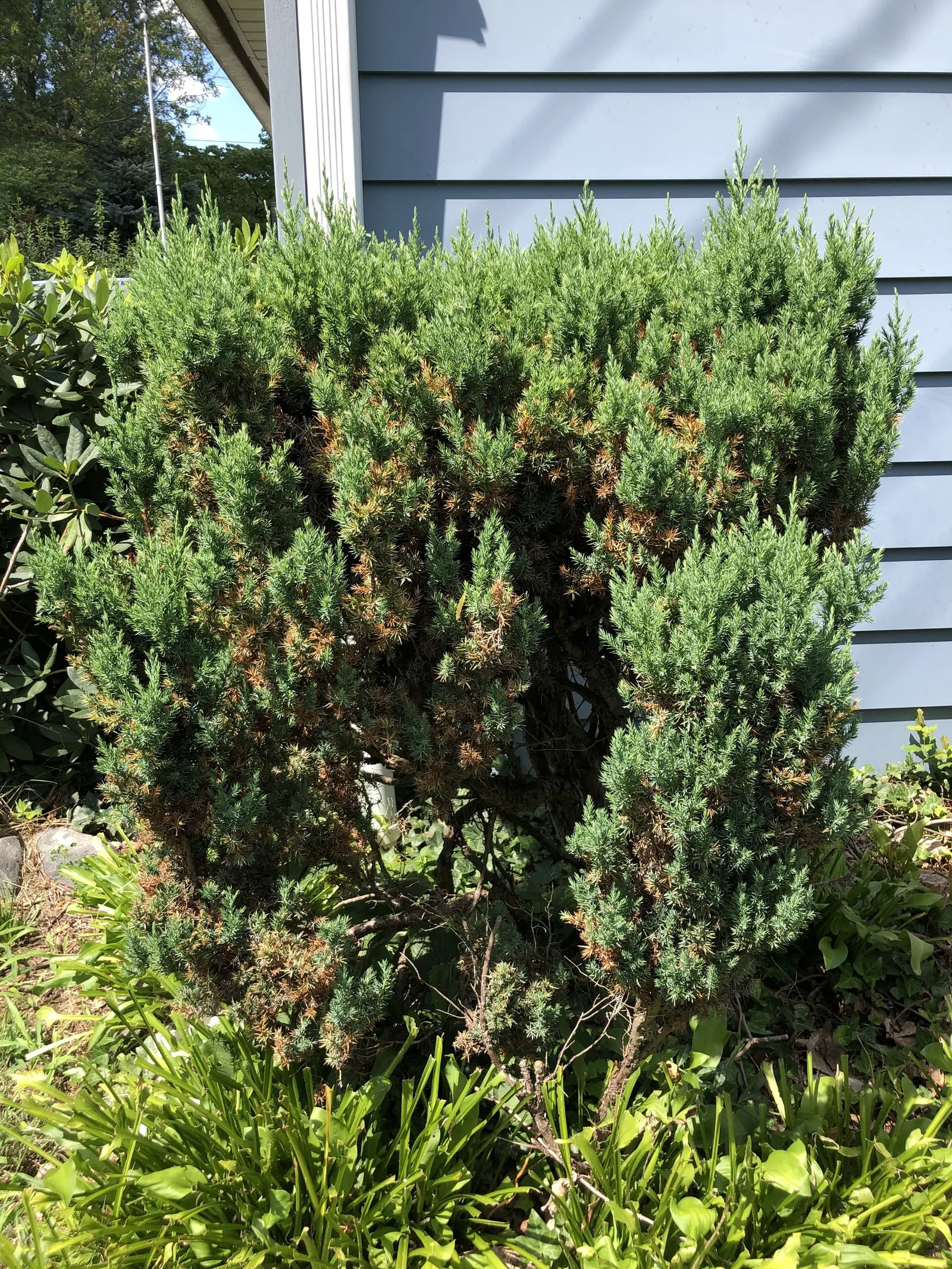 Keteleeri Juniper (Juniperus Chinensis 'Keteleeri') — This hardy specimen is ideal for privacy screens or as a windbreak