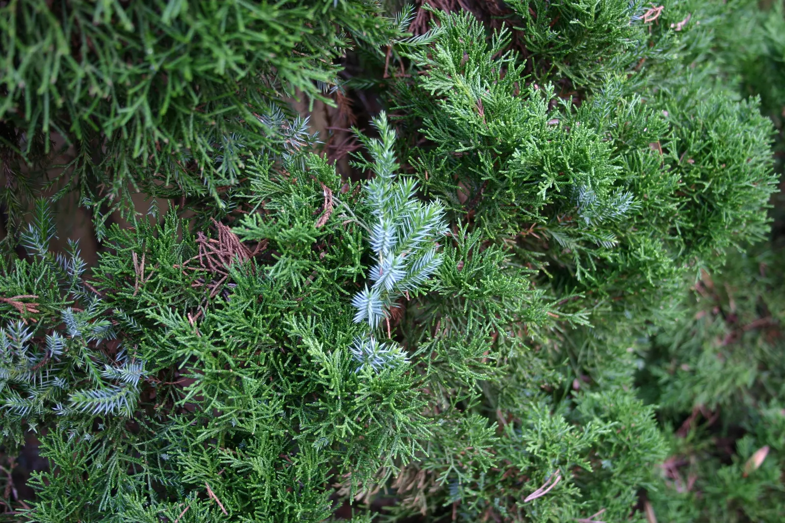 Keteleeri Juniper (Juniperus Chinensis 'Keteleeri') — This resilient cultivar is noted for its narrowly columnar form