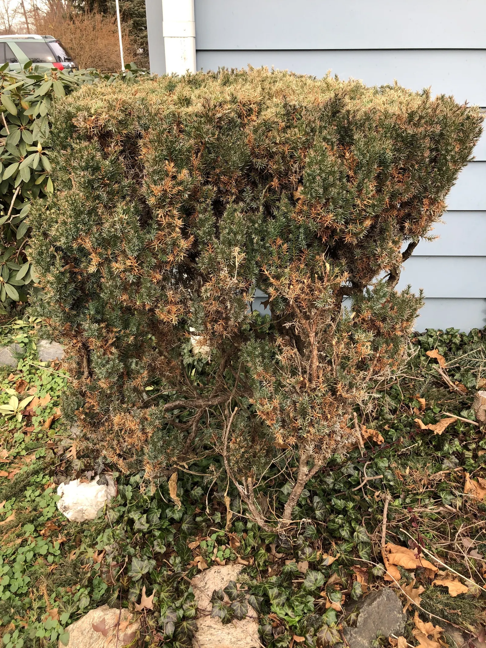 Keteleeri Juniper (Juniperus Chinensis 'Keteleeri') — deep green foliage which maintains its vibrant color throughout the year