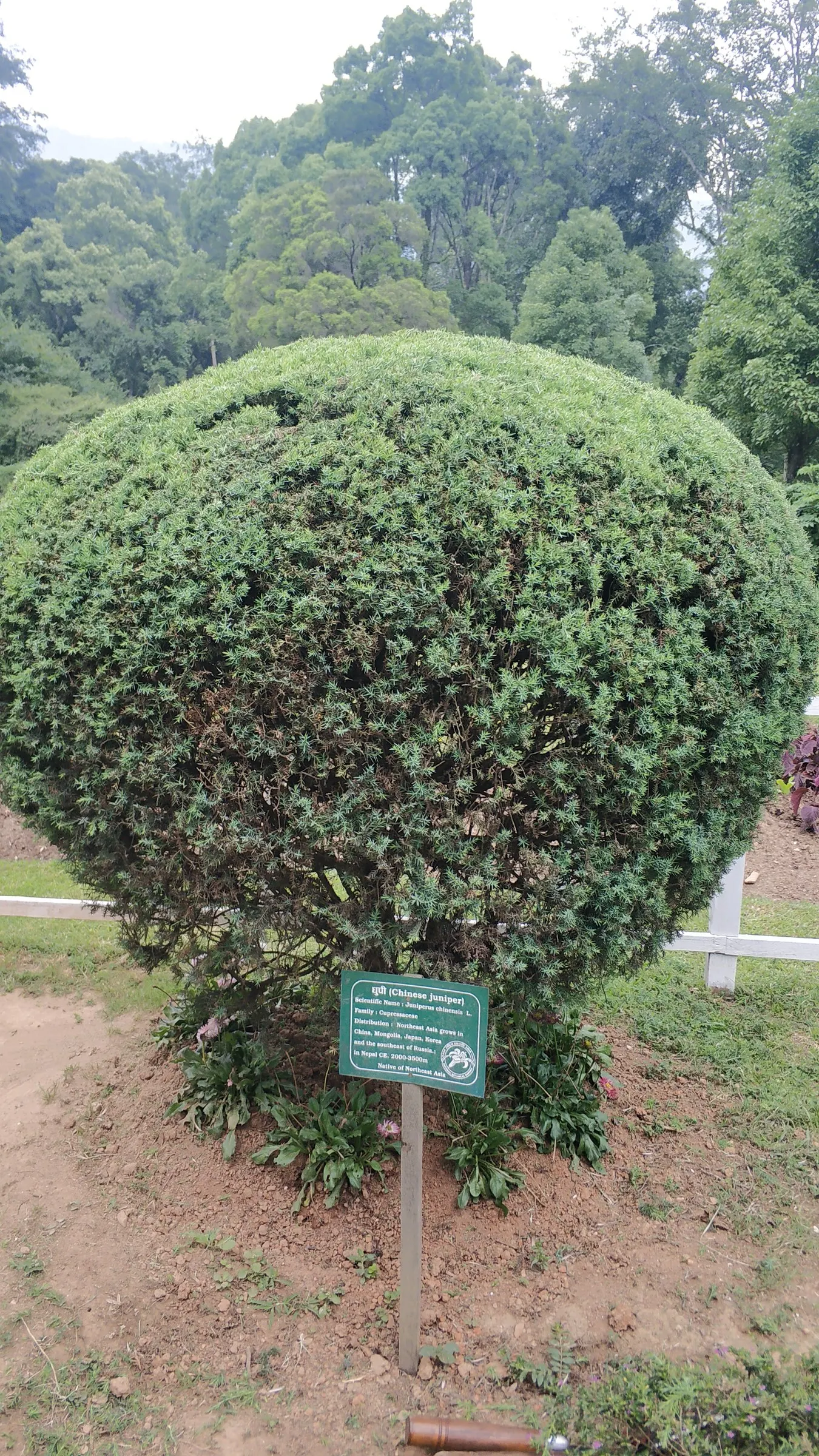 Keteleeri Juniper (Juniperus Chinensis 'Keteleeri') — reaching an impressive height of 15 to 20 feet with a modest spread of 3 to 4 feet