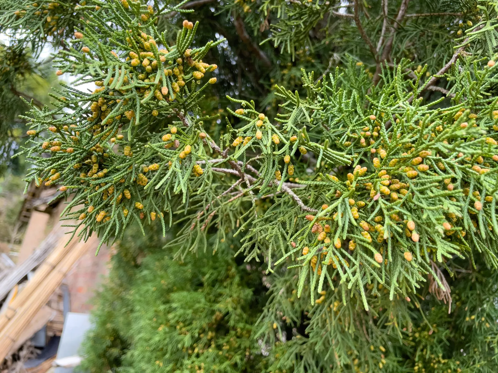 Keteleeri Juniper (Juniperus Chinensis 'Keteleeri') — Juniperus chinensis 'Spartan'
