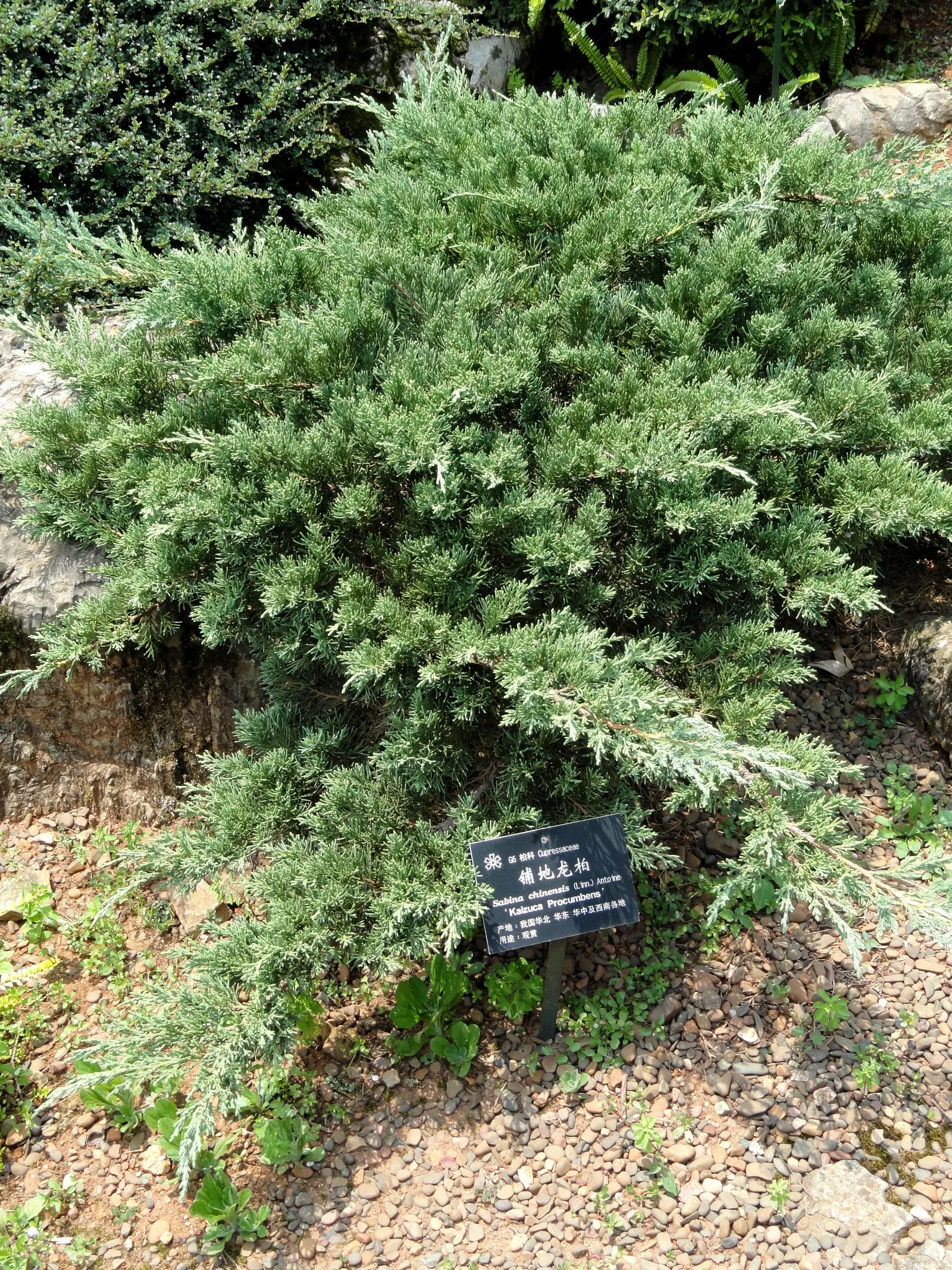 Keteleeri Juniper (Juniperus Chinensis 'Keteleeri') — making it an ideal choice for screens