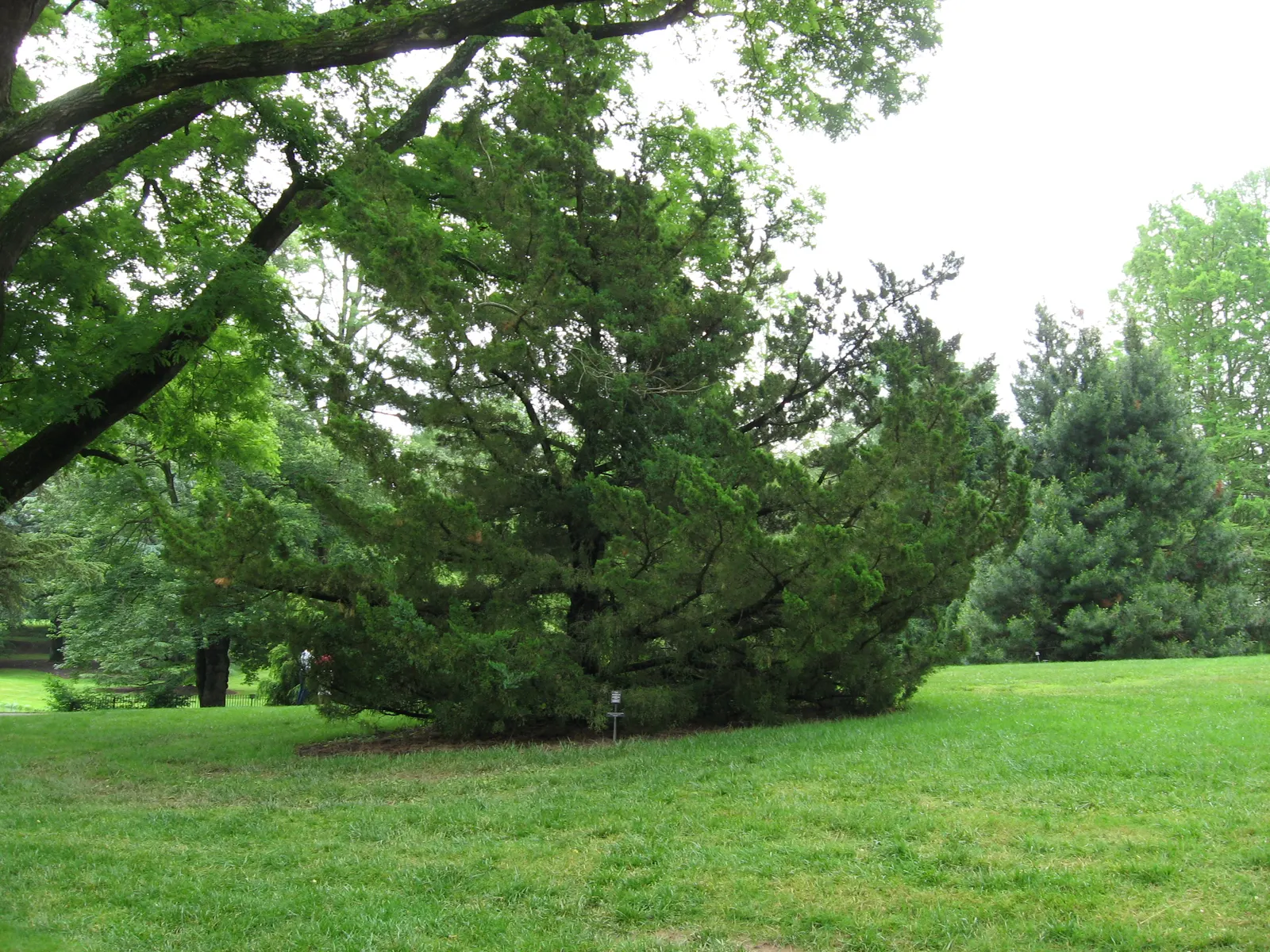 Keteleeri Juniper (Juniperus Chinensis 'Keteleeri') — The Spartan Columnar Juniper