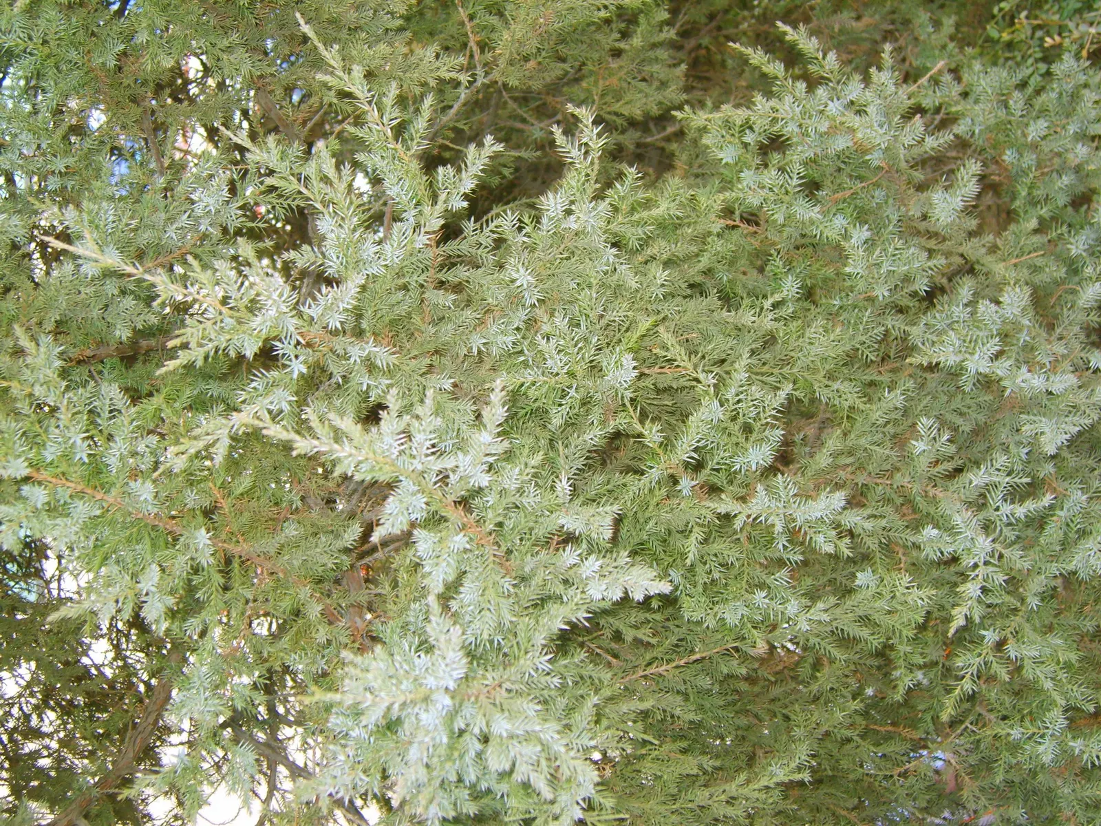 Keteleeri Juniper (Juniperus Chinensis 'Keteleeri') — When planning for this plant in the garden
