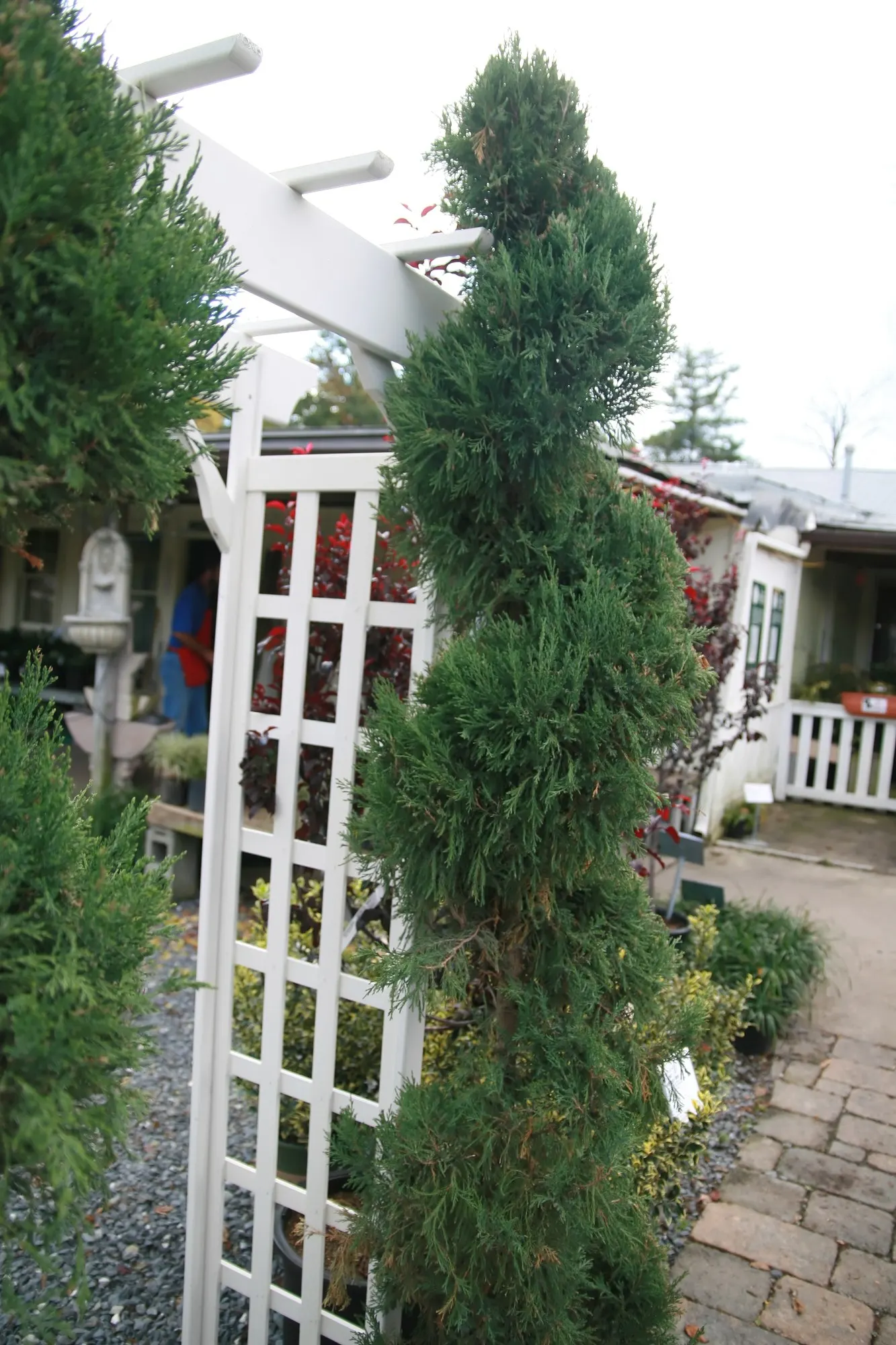 Keteleeri Juniper (Juniperus Chinensis 'Keteleeri') — yet stately presence within your client's garden space