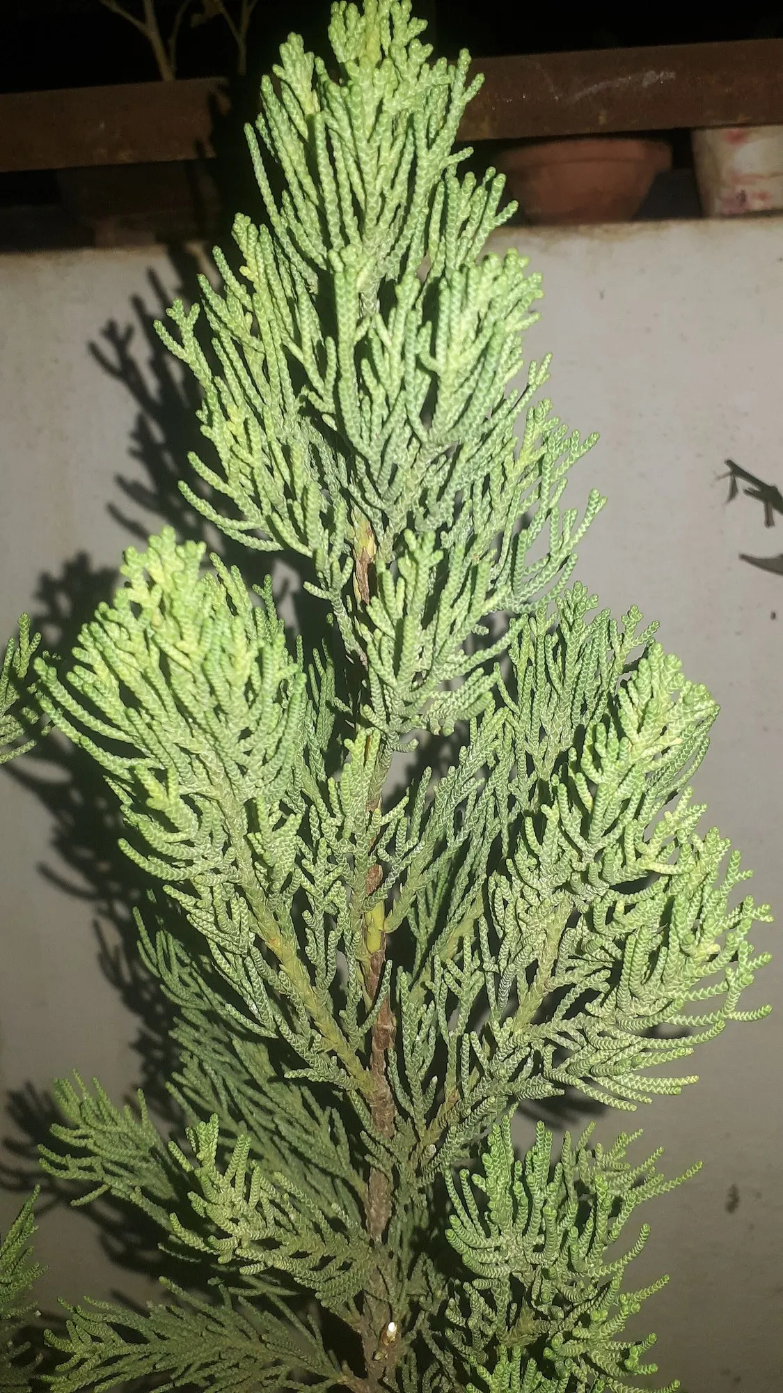 Keteleeri Juniper (Juniperus Chinensis 'Keteleeri') — It exhibits good drought tolerance once established and prefers well-drained soil