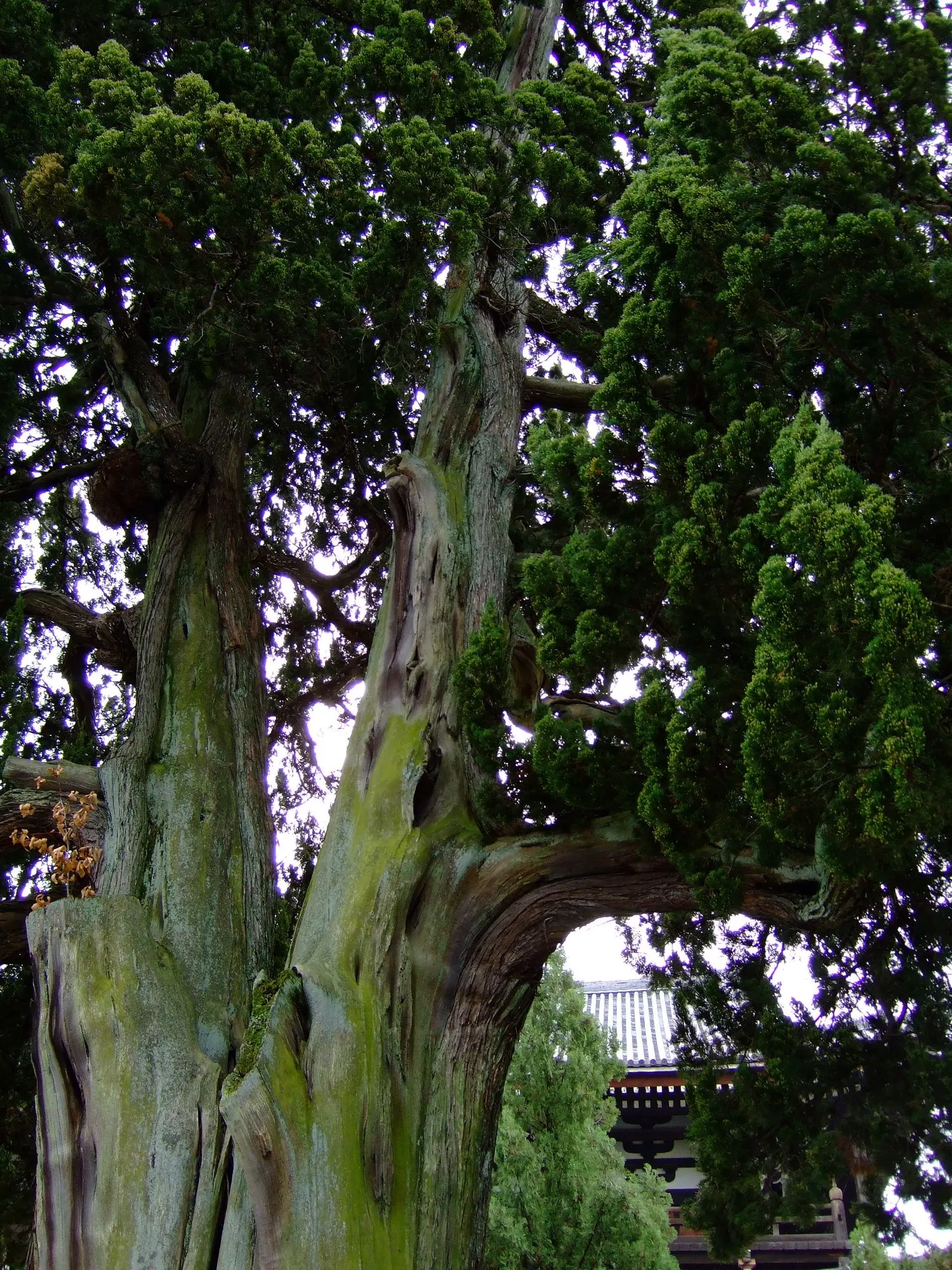 Keteleeri Juniper (Juniperus Chinensis 'Keteleeri') — conifer / shrub for full or half