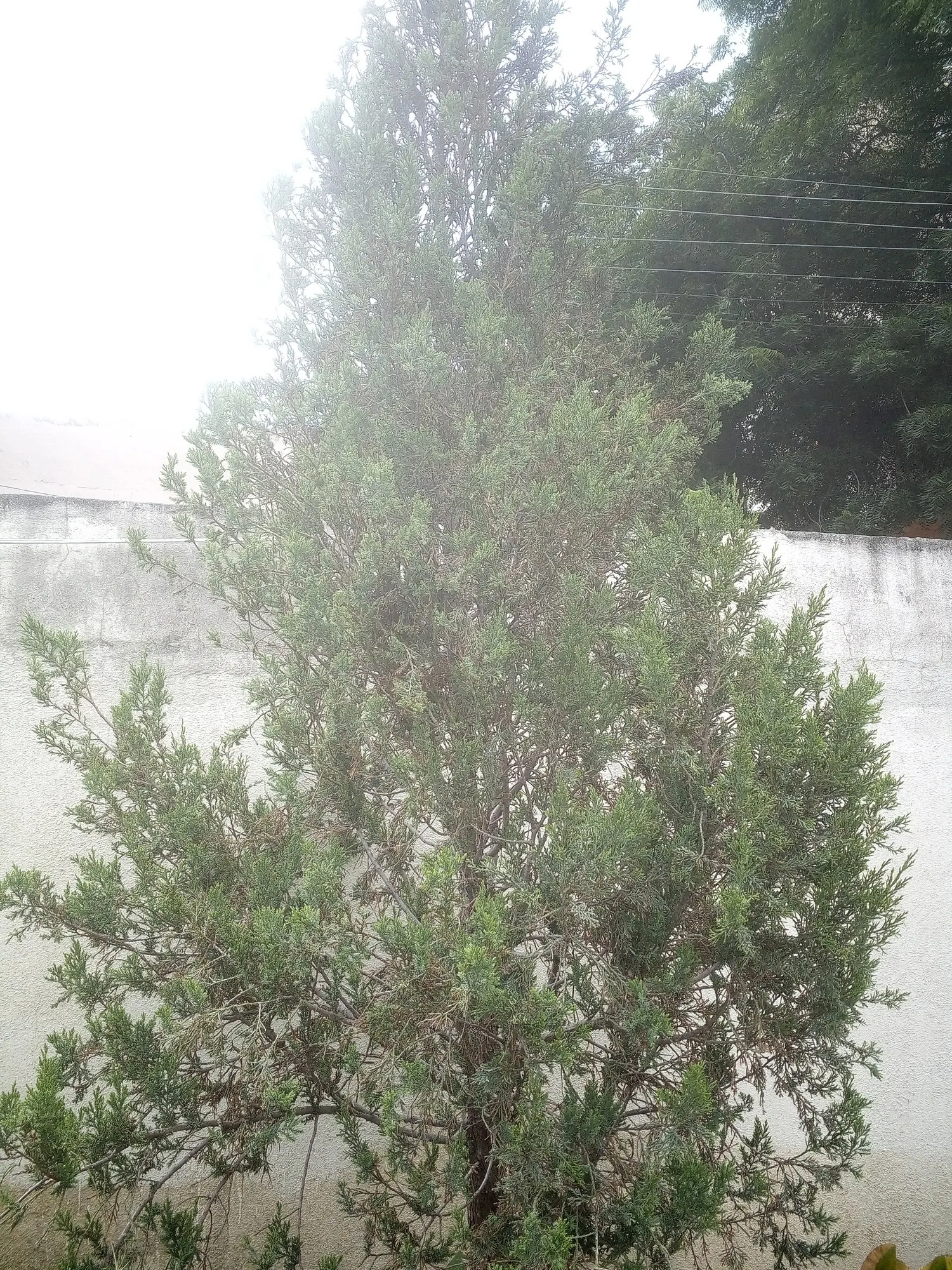 Keteleeri Juniper (Juniperus Chinensis 'Keteleeri') — ensures it remains a steadfast feature in the designed landscape with minimal intervention