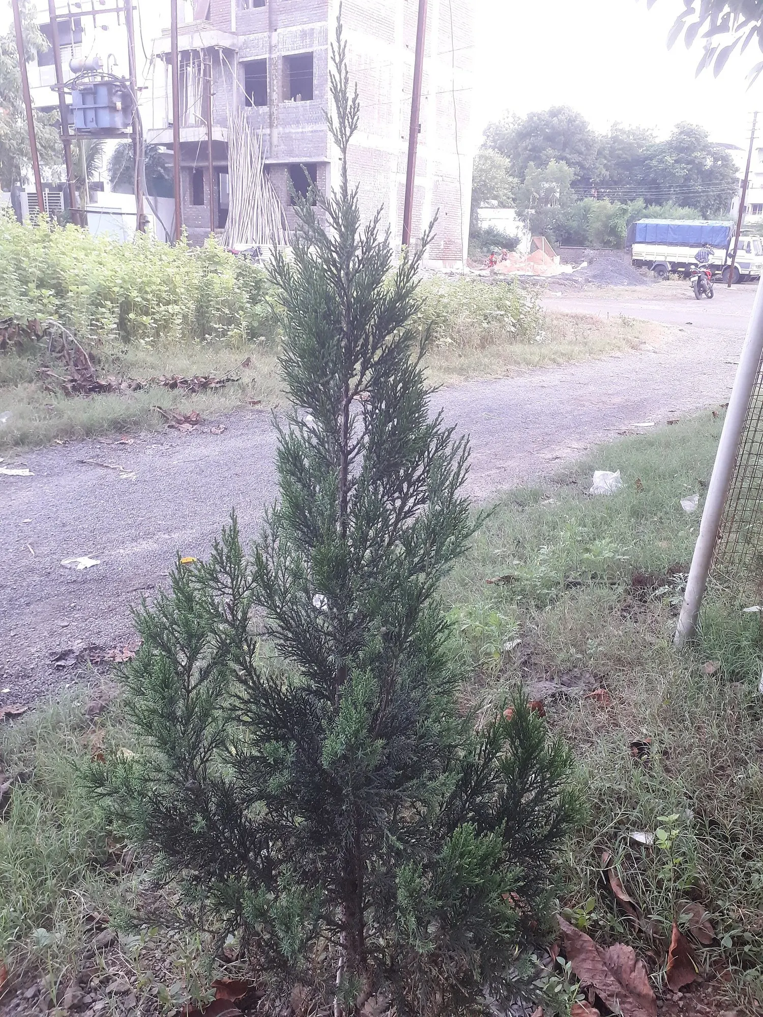 Keteleeri Juniper (Juniperus Chinensis 'Keteleeri') — though it is quite adaptable to a variety of soil conditions
