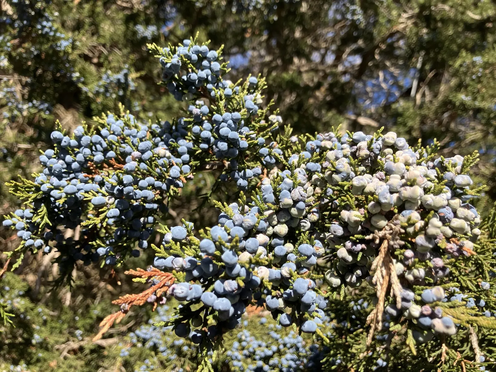 Keteleeri Juniper (Juniperus Chinensis 'Keteleeri') — provided they do not retain excessive moisture.<br><br>The low maintenance nature of this juniper variety