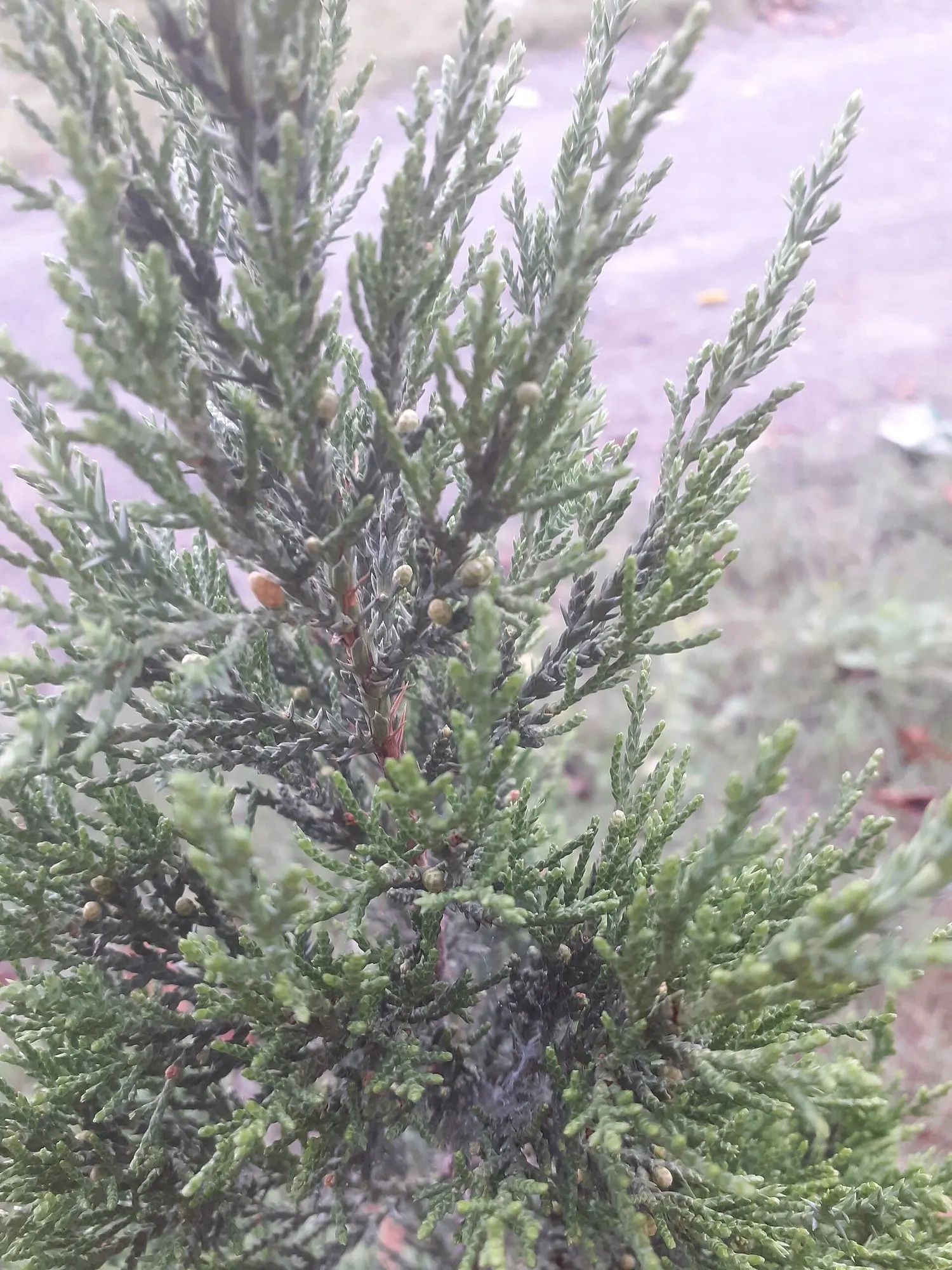 Keteleeri Juniper (Juniperus Chinensis 'Keteleeri') — demanding a minimum of 6 hours of direct sunlight per day for optimal growth