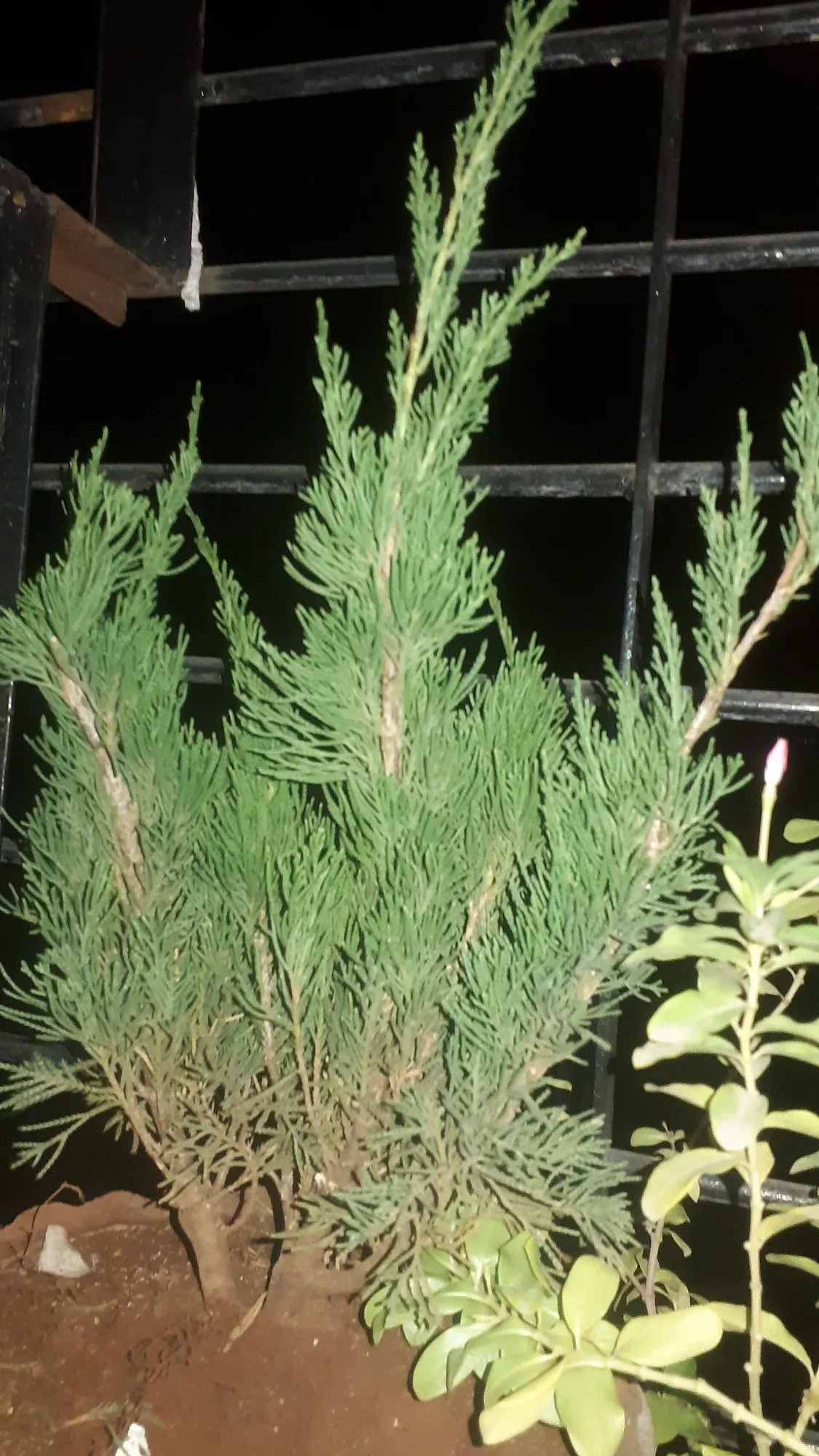 Keteleeri Juniper (Juniperus Chinensis 'Keteleeri') — With these considerations in mind