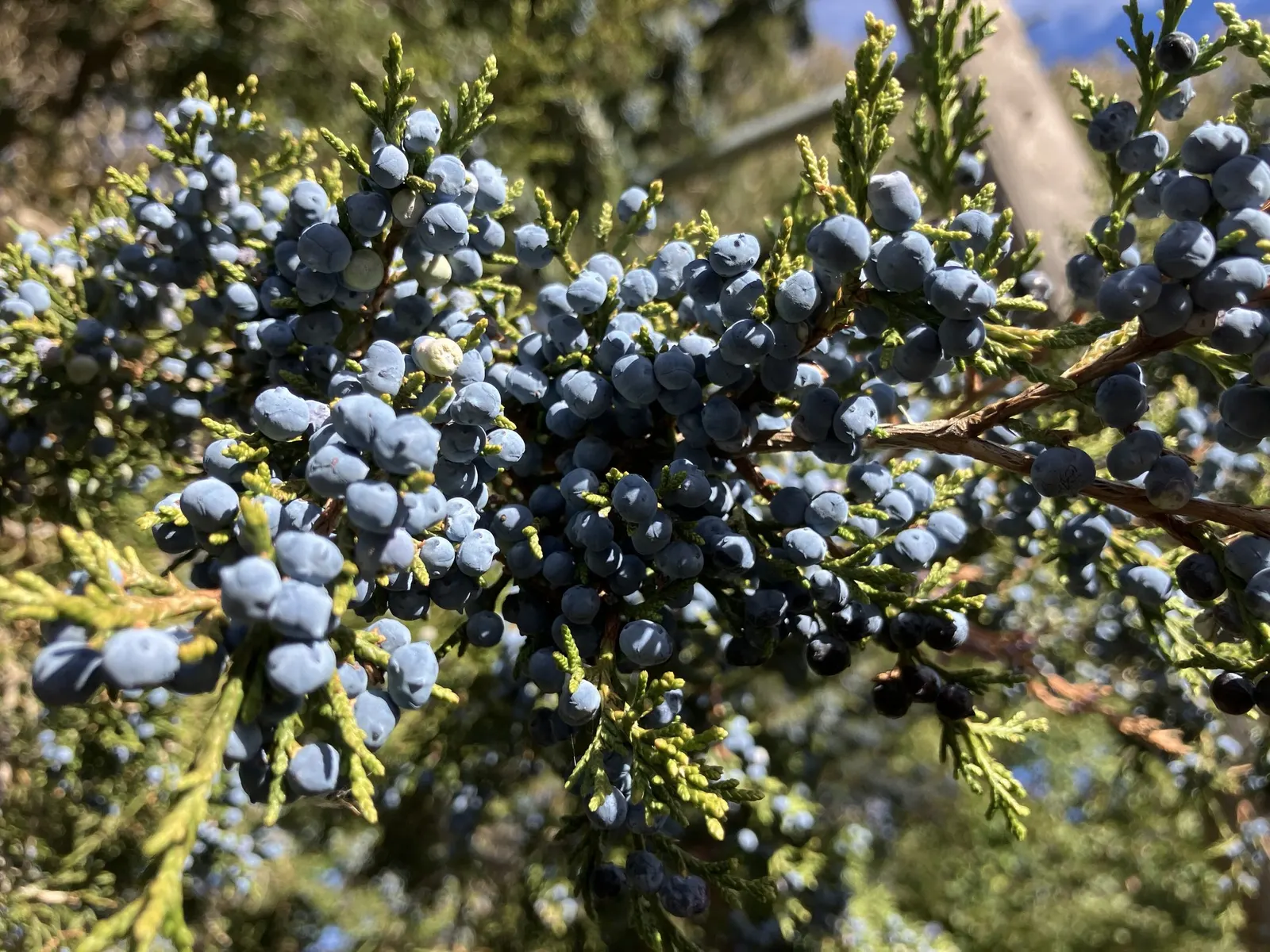 Keteleeri Juniper (Juniperus Chinensis 'Keteleeri') — the Spartan Juniper thrives in full sun