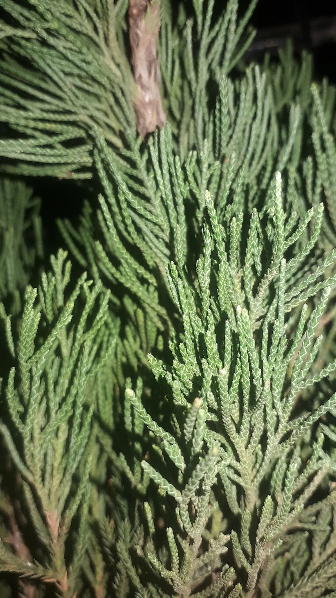 Keteleeri Juniper (Juniperus Chinensis 'Keteleeri') — the Spartan Columnar Juniper is sure to impart a classic