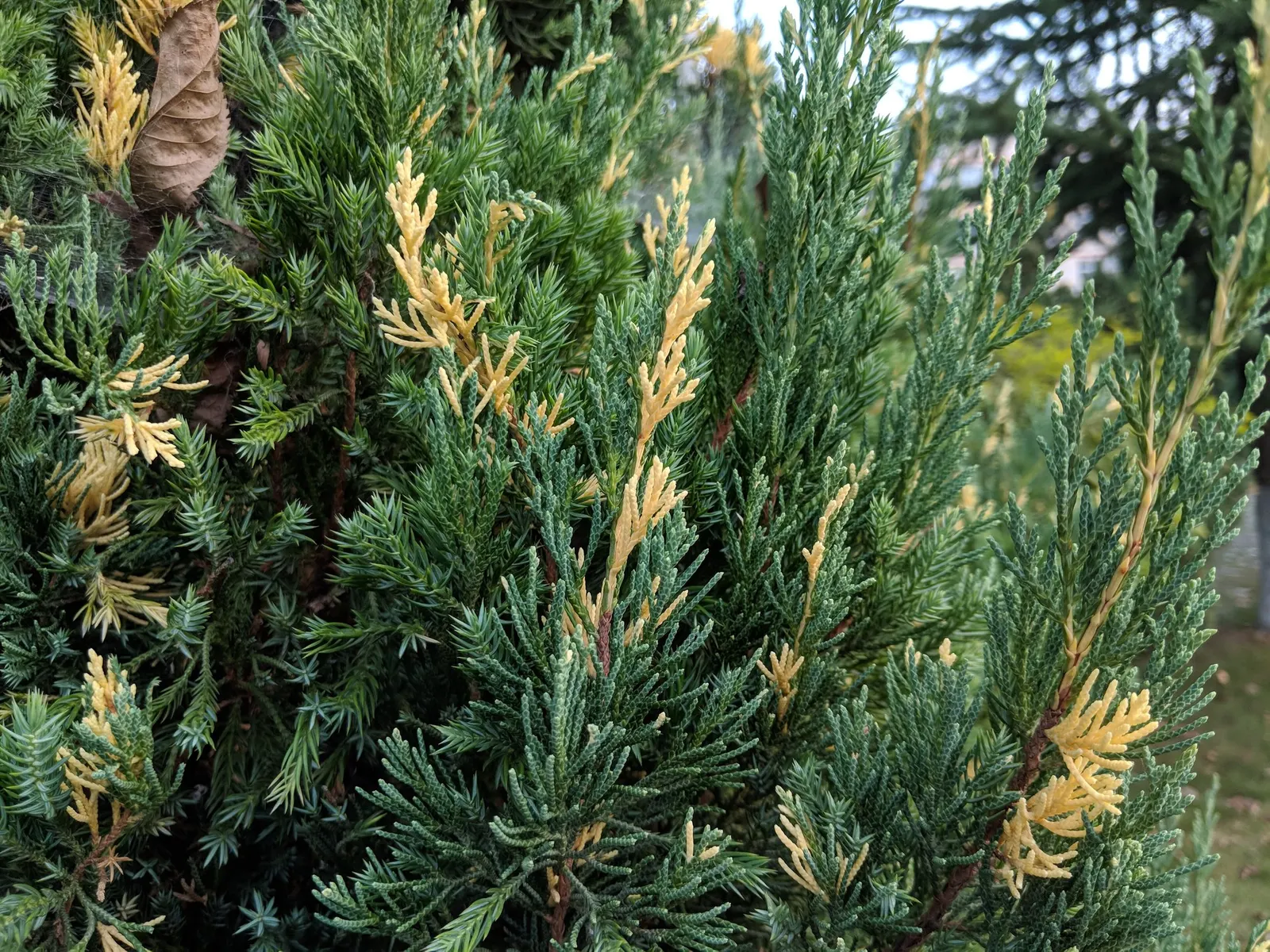 Keteleeri Juniper (Juniperus Chinensis 'Keteleeri') — coupled with its resistance to common pests and diseases