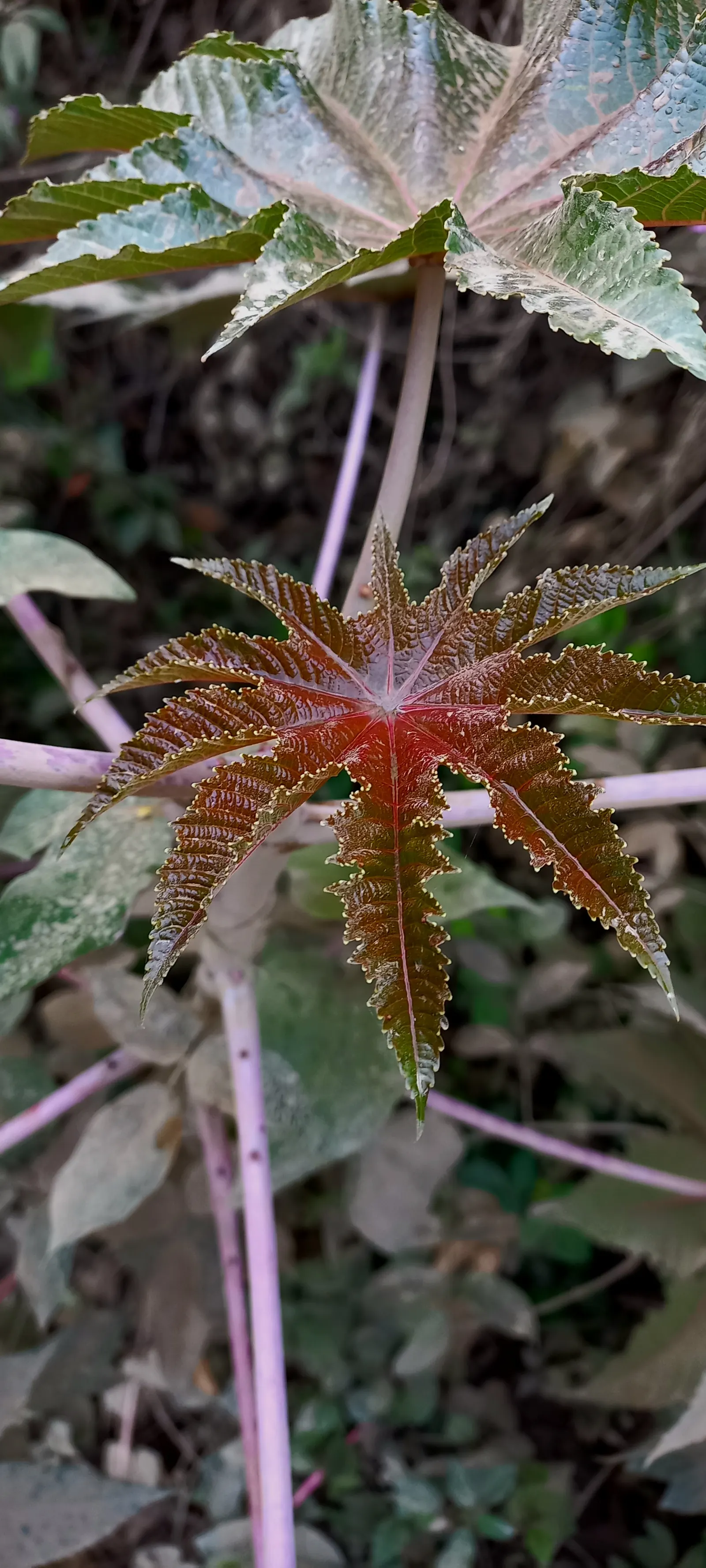Castor Bean, Palma Christi (Ricinus Communis) — Hardy in zones 9-11, grown as an annual in cooler climates; while the seeds are noteworthy for, image 150